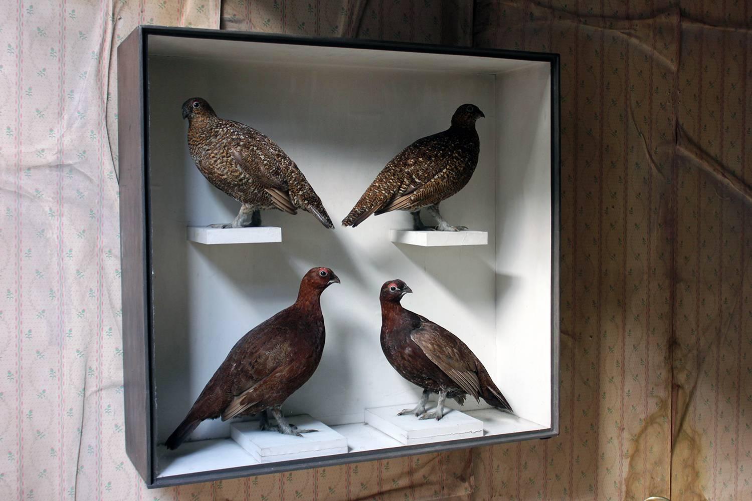 Large Taxidermy Group of Four Scottish Red Grouse by R.Duncan, Dated 1882 1