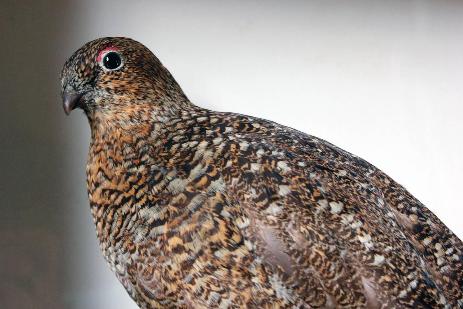 English Large Taxidermy Group of Four Scottish Red Grouse by R.Duncan, Dated 1882