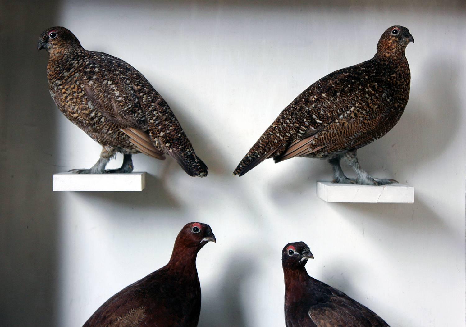 The large and impressive case bearing two pairs of preserved red grouse (Lagopus lagopus), two female and two male, the specimens set upon typical Duncan wooden blocks and housed within a beautiful scientific sparse museum case, the males in