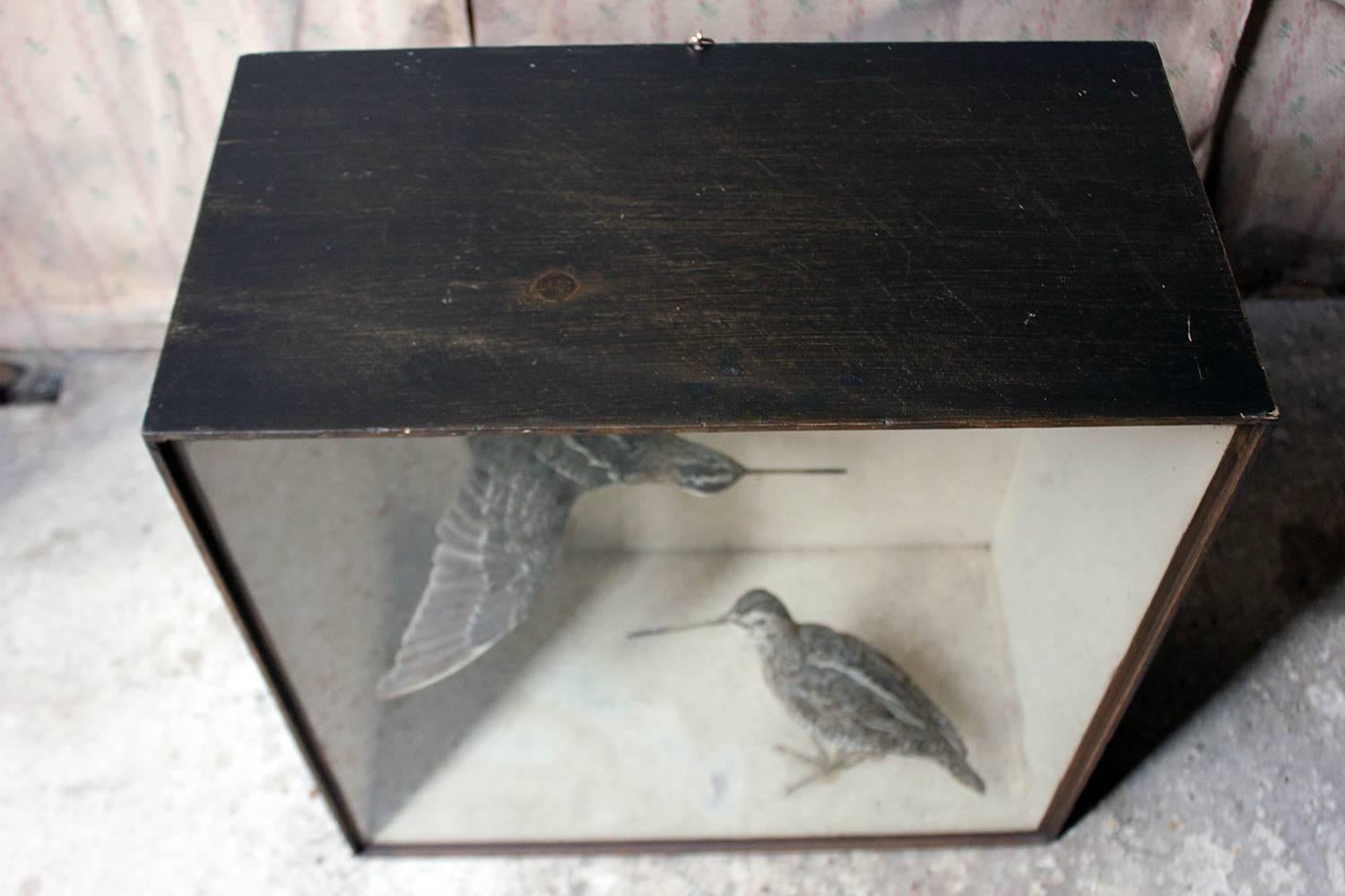Late 19th Century Taxidermy Pair of European Snipes by Joseph Cullingford of Durham, Dated to 1898