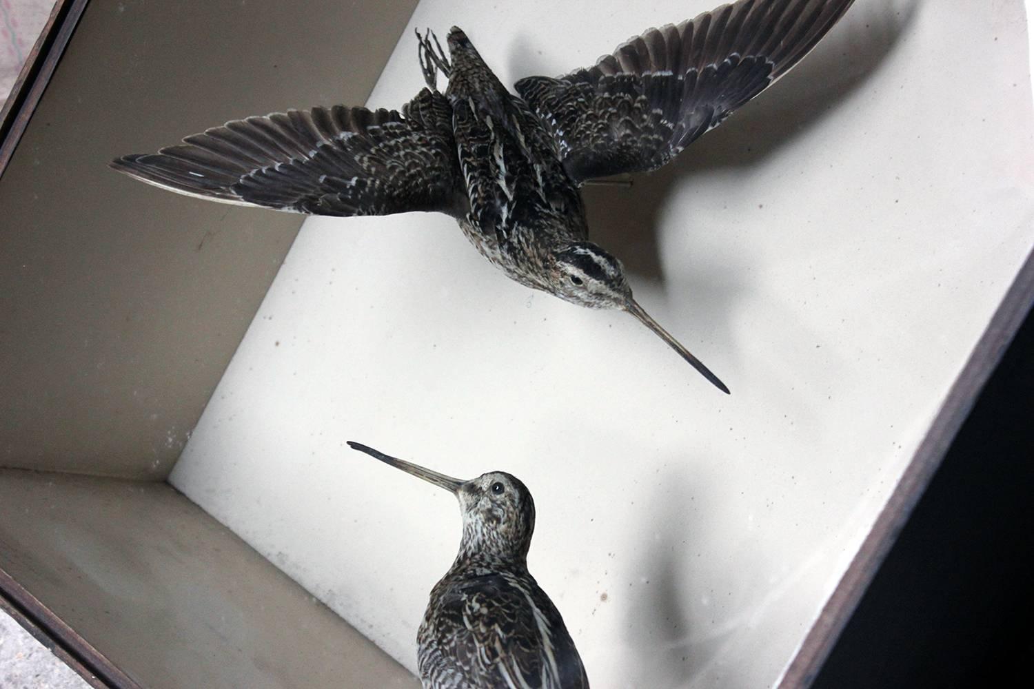 Late Victorian Taxidermy Pair of European Snipes by Joseph Cullingford of Durham, Dated to 1898