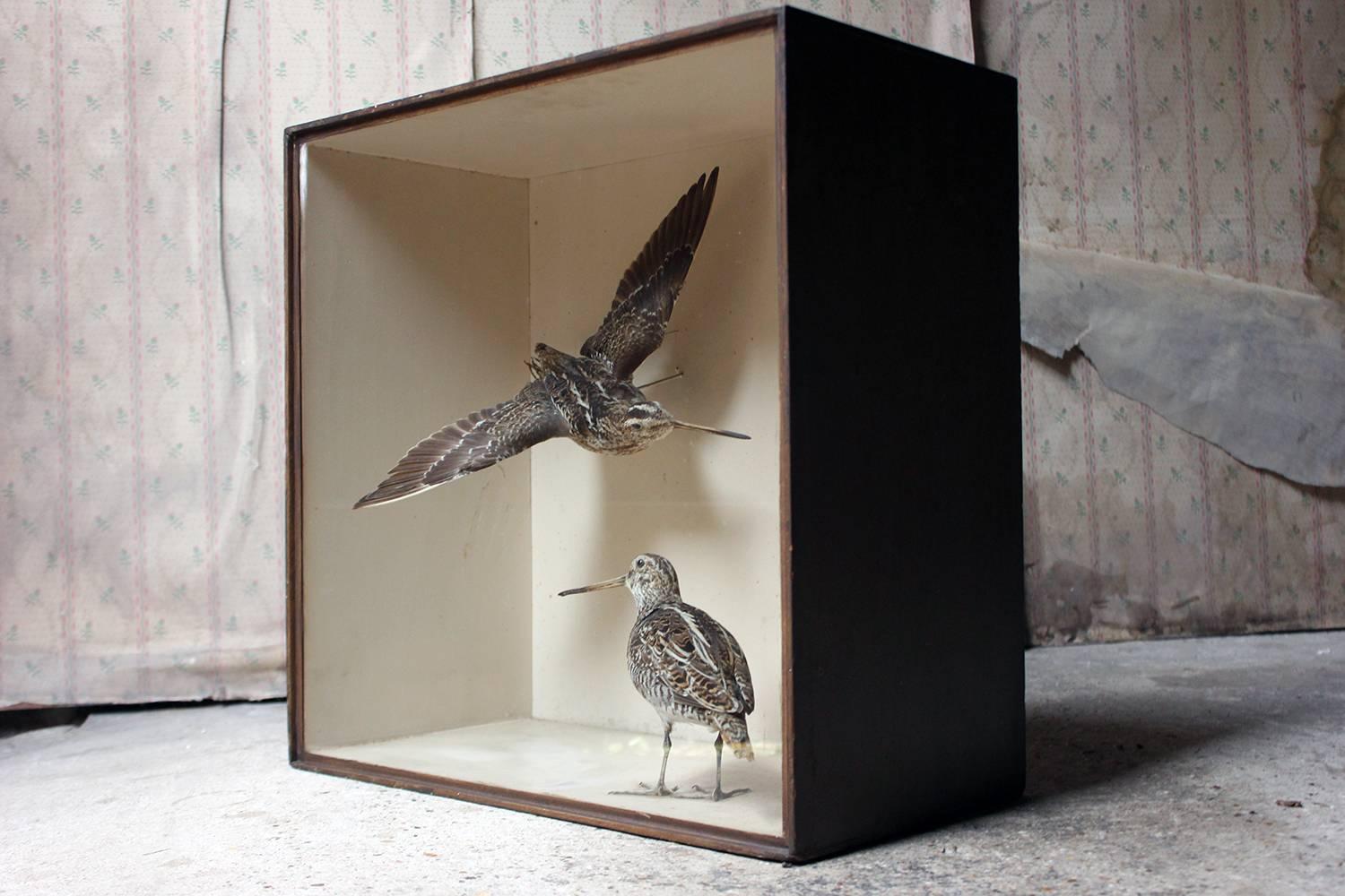 Taxidermy Pair of European Snipes by Joseph Cullingford of Durham, Dated to 1898 In Excellent Condition In Bedford, Bedfordshire