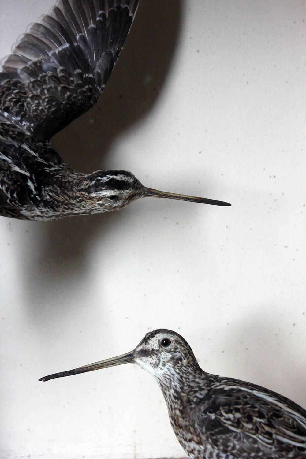 English Taxidermy Pair of European Snipes by Joseph Cullingford of Durham, Dated to 1898