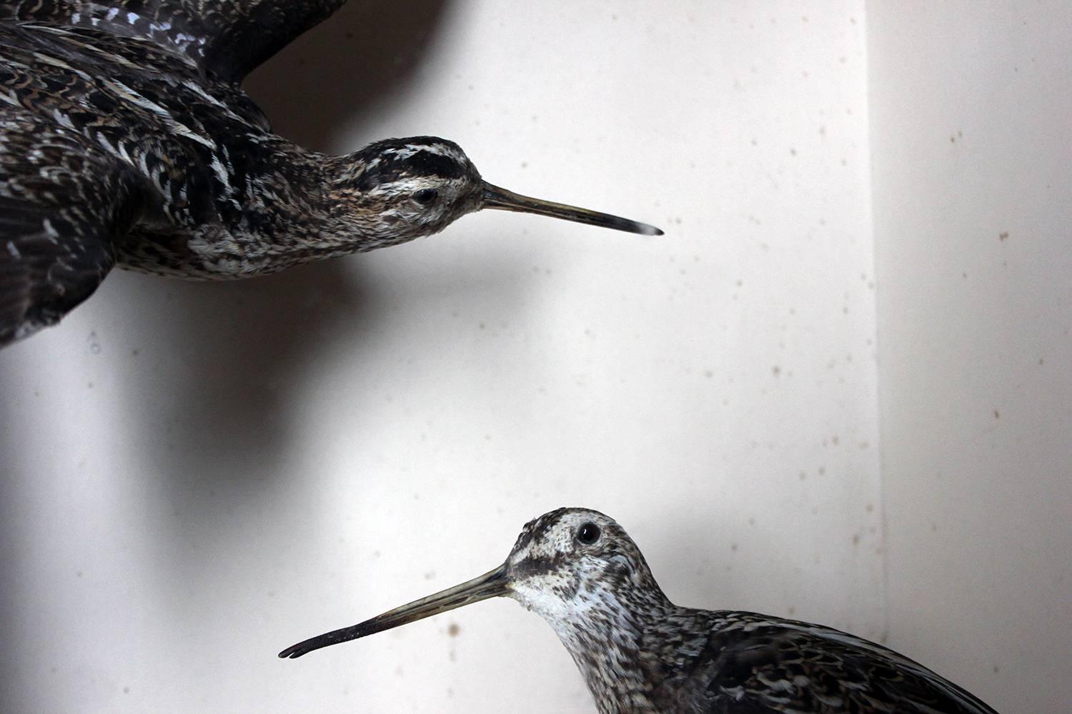 The beautifully preserved male and female common European snipes (Gallinago gallinago) poised in opposing positions, the female stood, with the male rendered in flight, housed within a typical Cullingford glazed museum case being square and faux oak