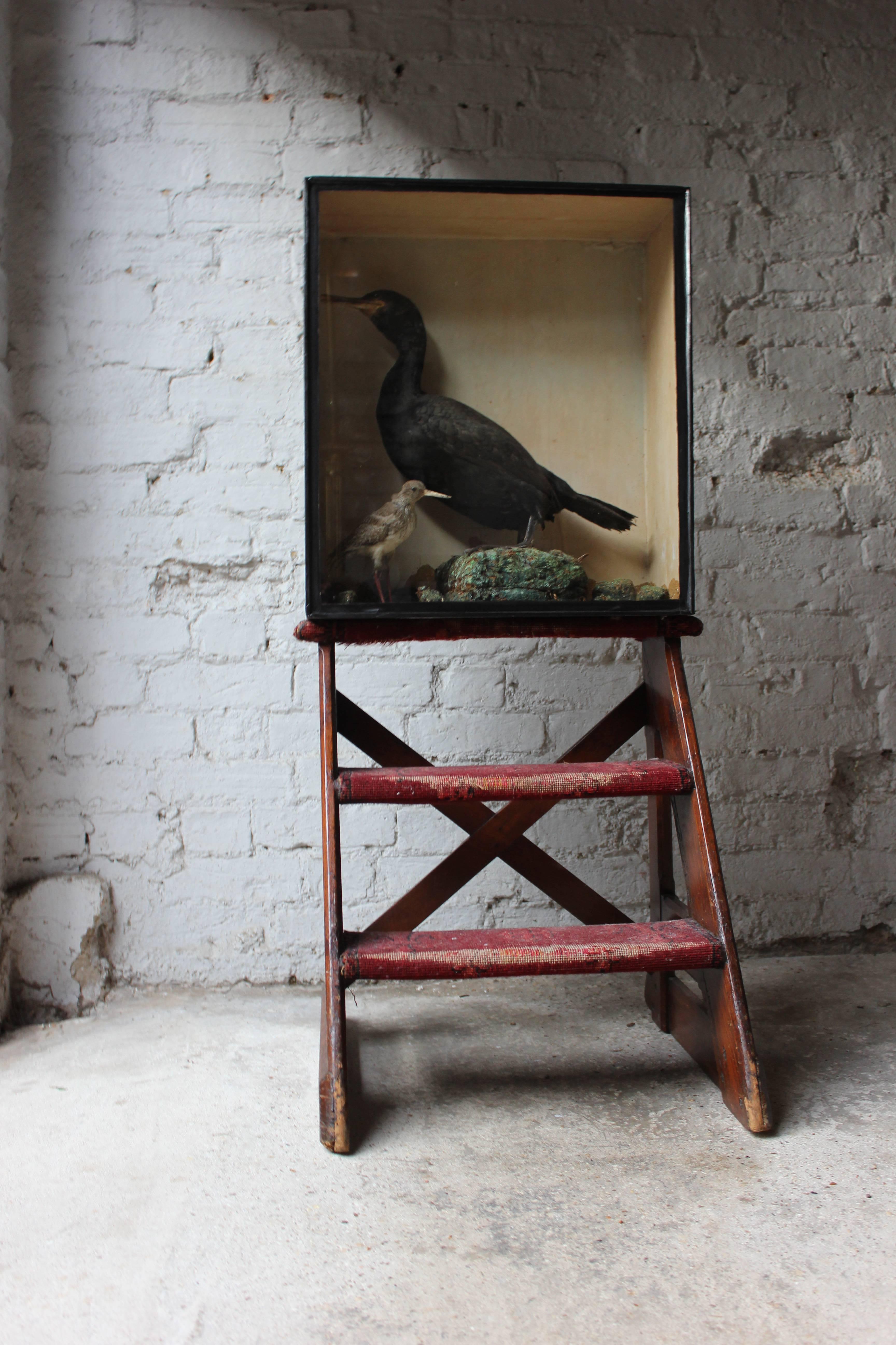 Late 19th Century Taxidermy Study of a Cormorant & Redshank 3