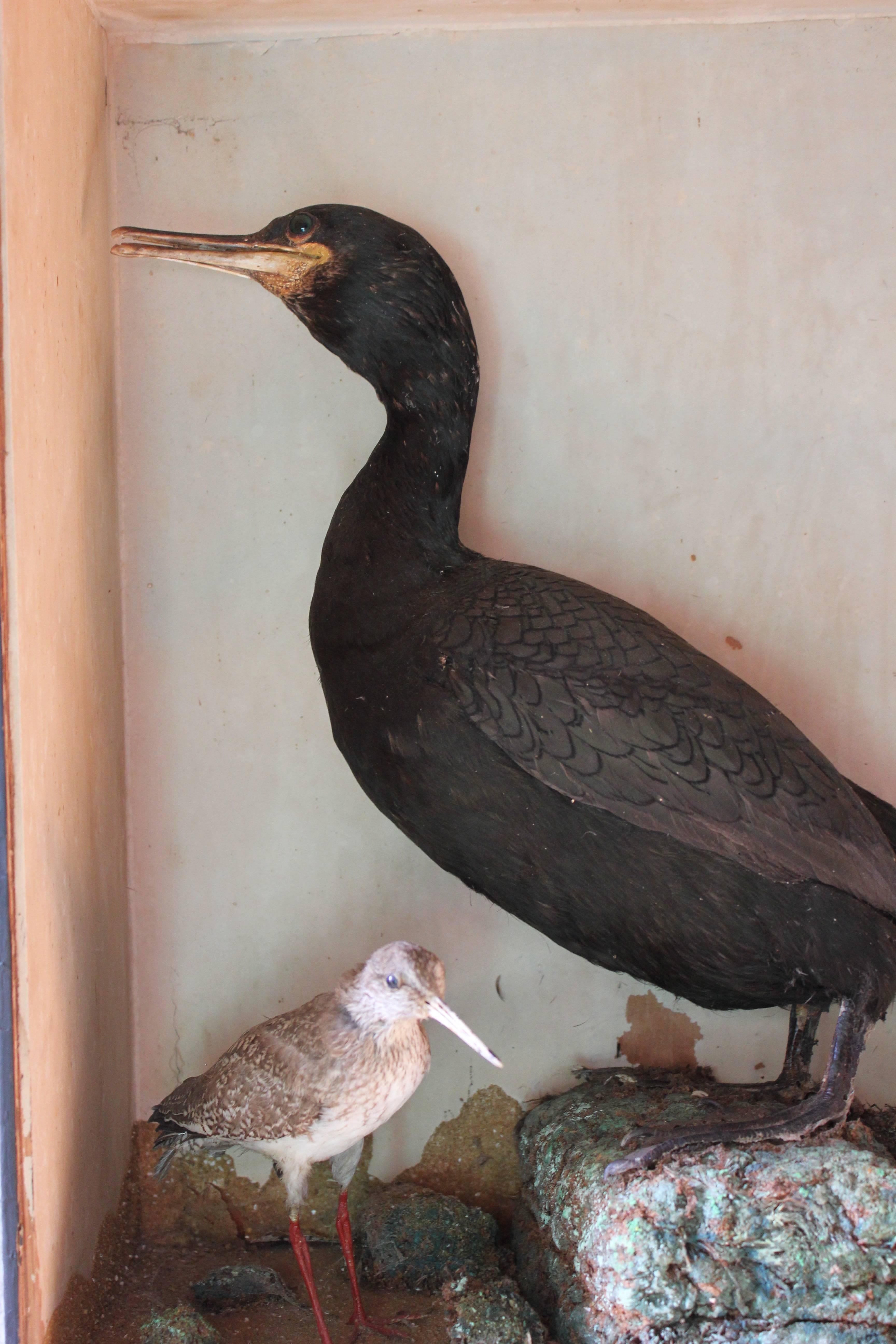 Late 19th Century Taxidermy Study of a Cormorant & Redshank In Good Condition In Bedford, Bedfordshire