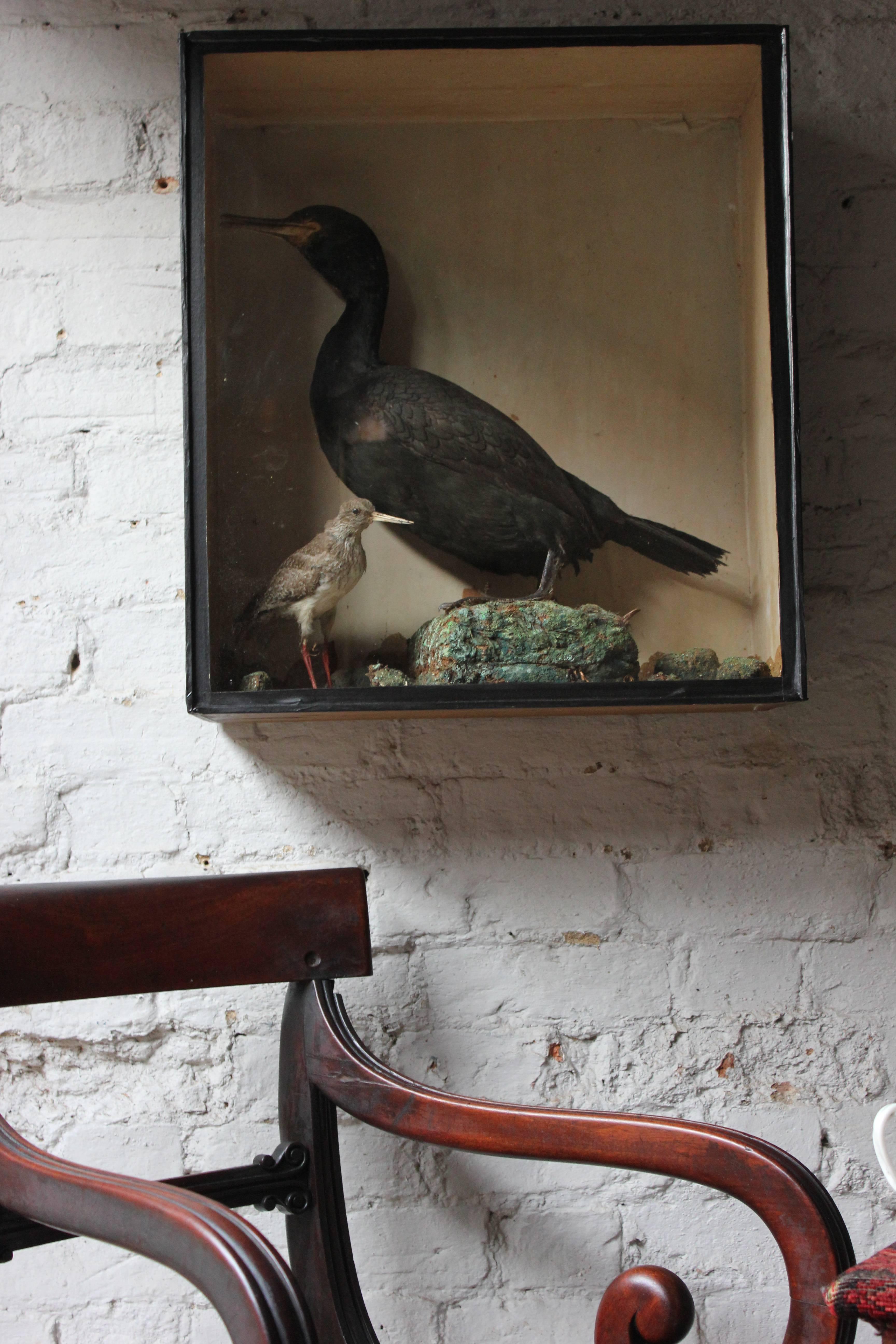 Late 19th Century Taxidermy Study of a Cormorant & Redshank 4