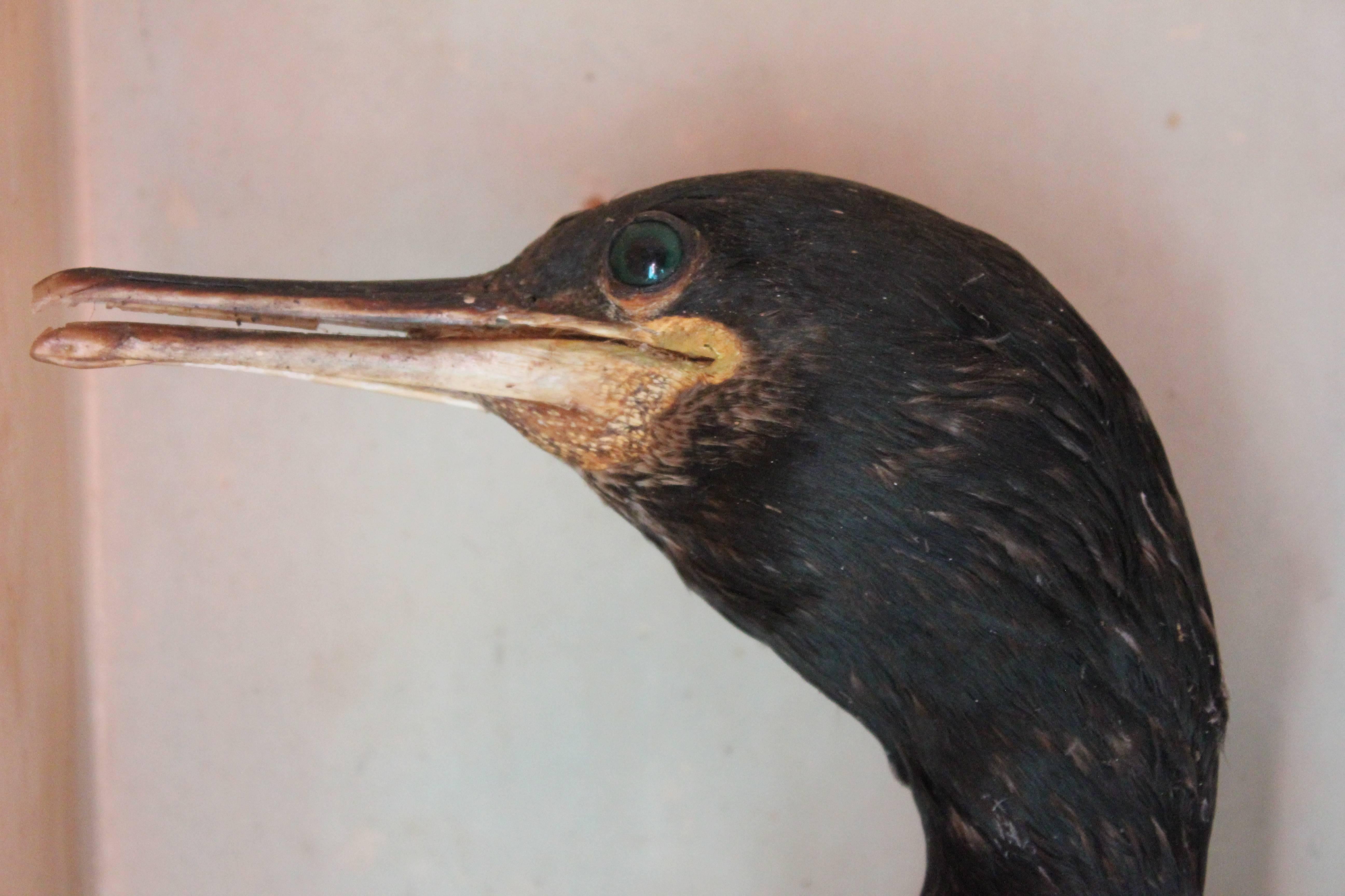 English Late 19th Century Taxidermy Study of a Cormorant & Redshank