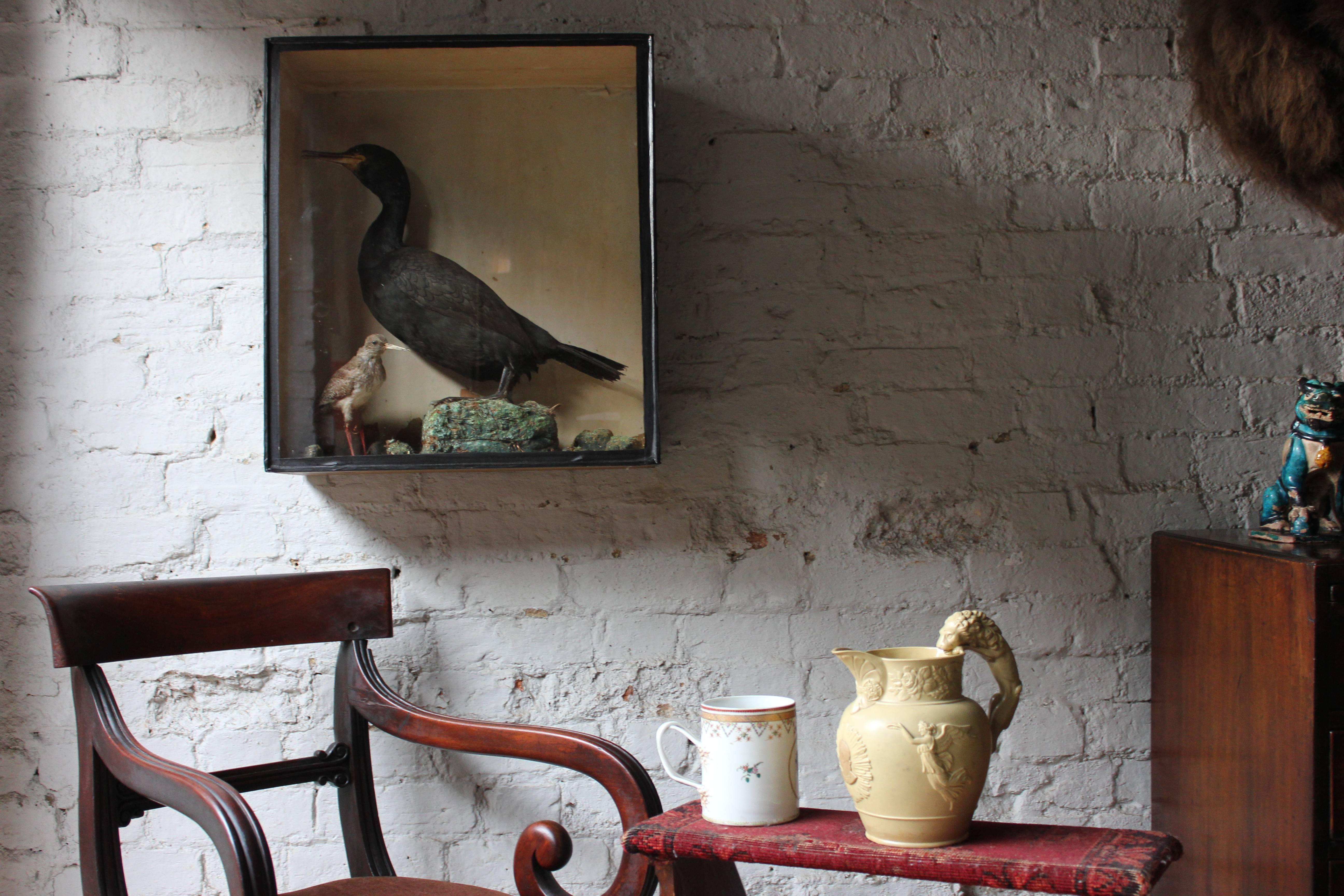 Late 19th Century Taxidermy Study of a Cormorant & Redshank 1