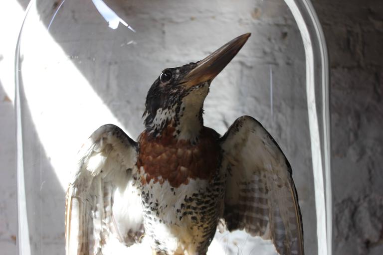 stuffed kingfisher