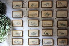 Lizars, 20 Hand-Colored Steel Engravings of Pre-Historic Fish