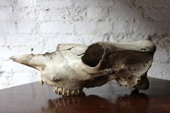 Large Mid-20th Century Upper Section of a Cow Skull