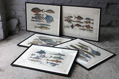 Hand-Colored Copper Plates of Fish from “a Collection of Voyages and Travels"