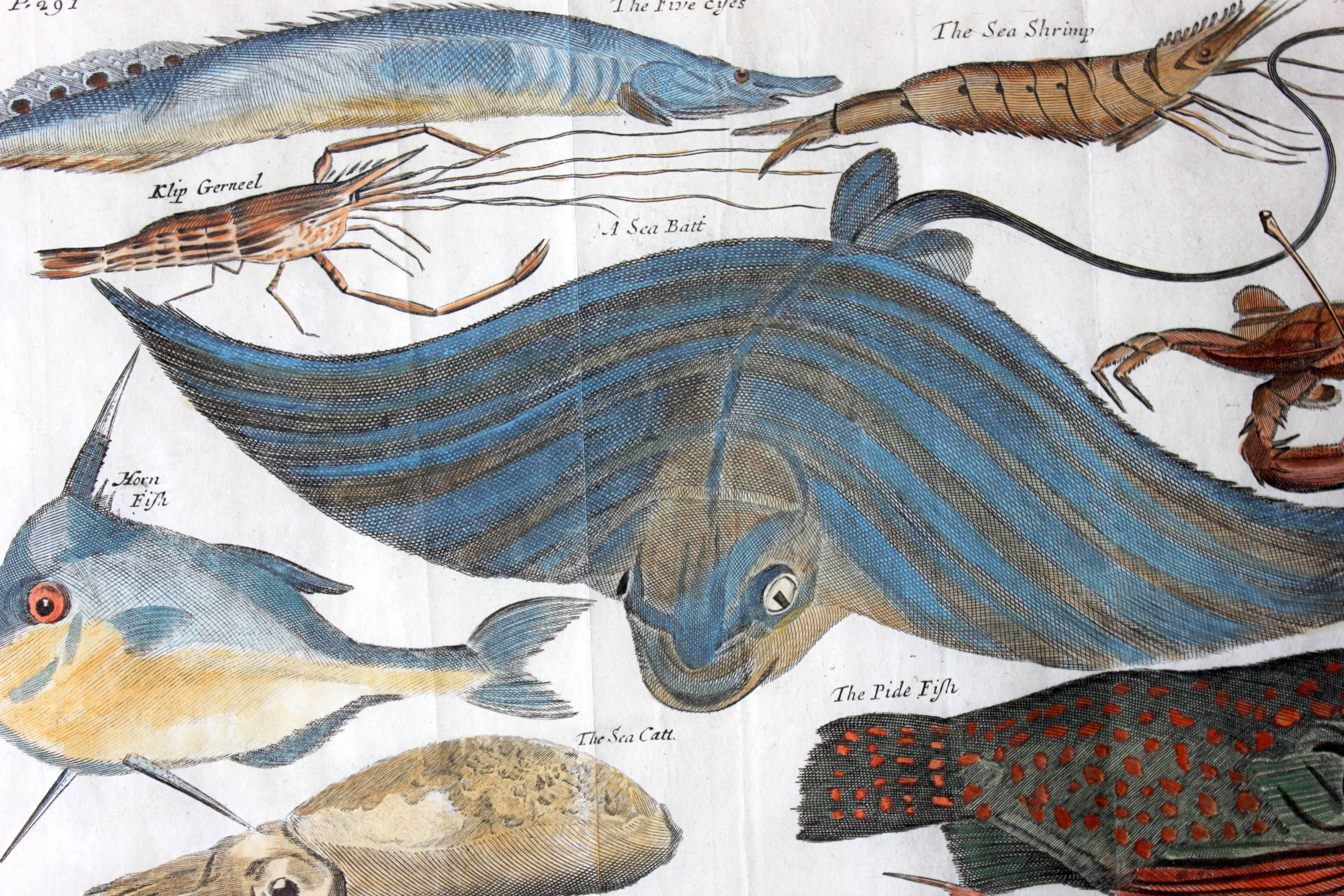 Hand-Painted Hand-Colored Copper Plates of Fish from “a Collection of Voyages and Travels