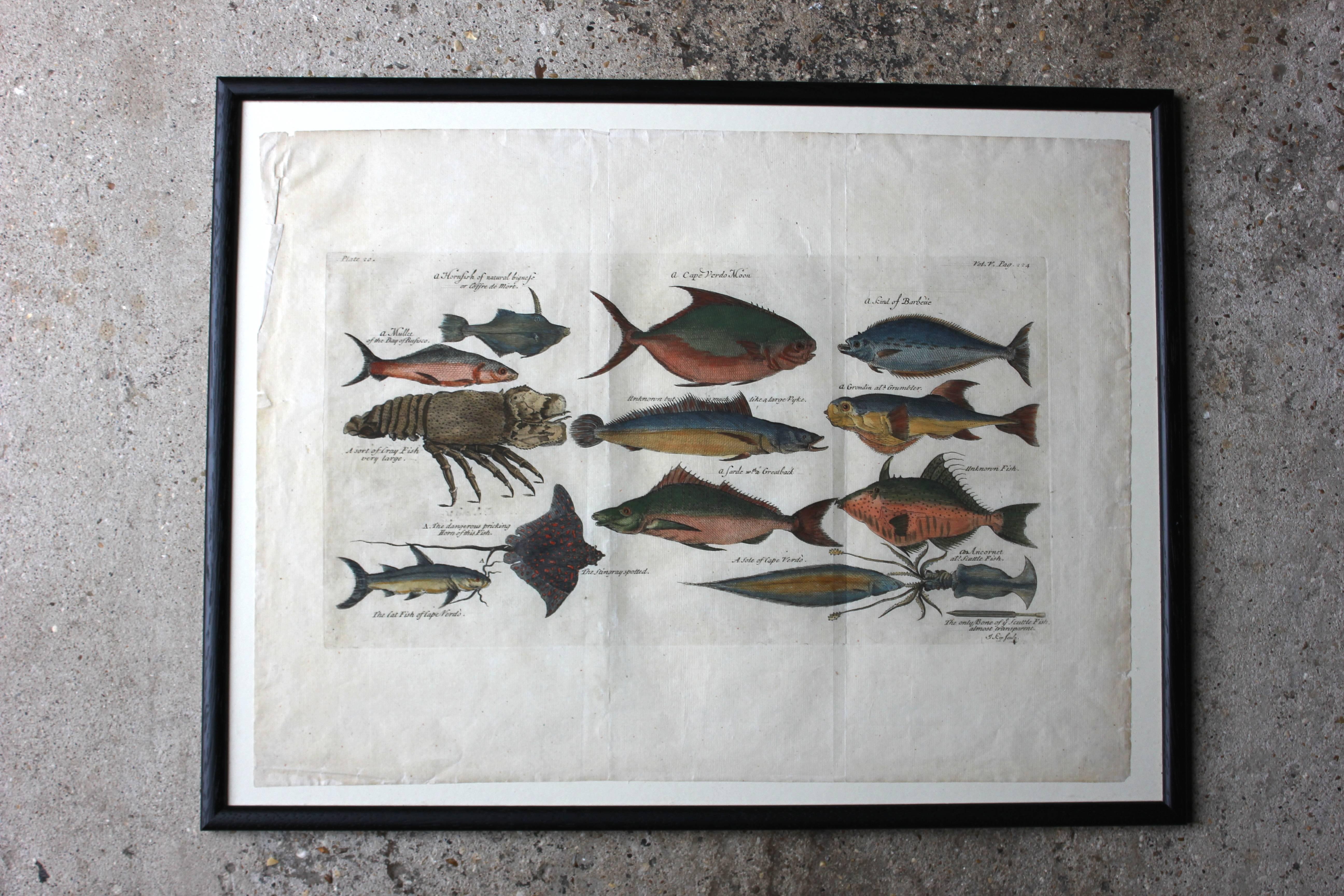 Hand-Colored Copper Plates of Fish from “a Collection of Voyages and Travels