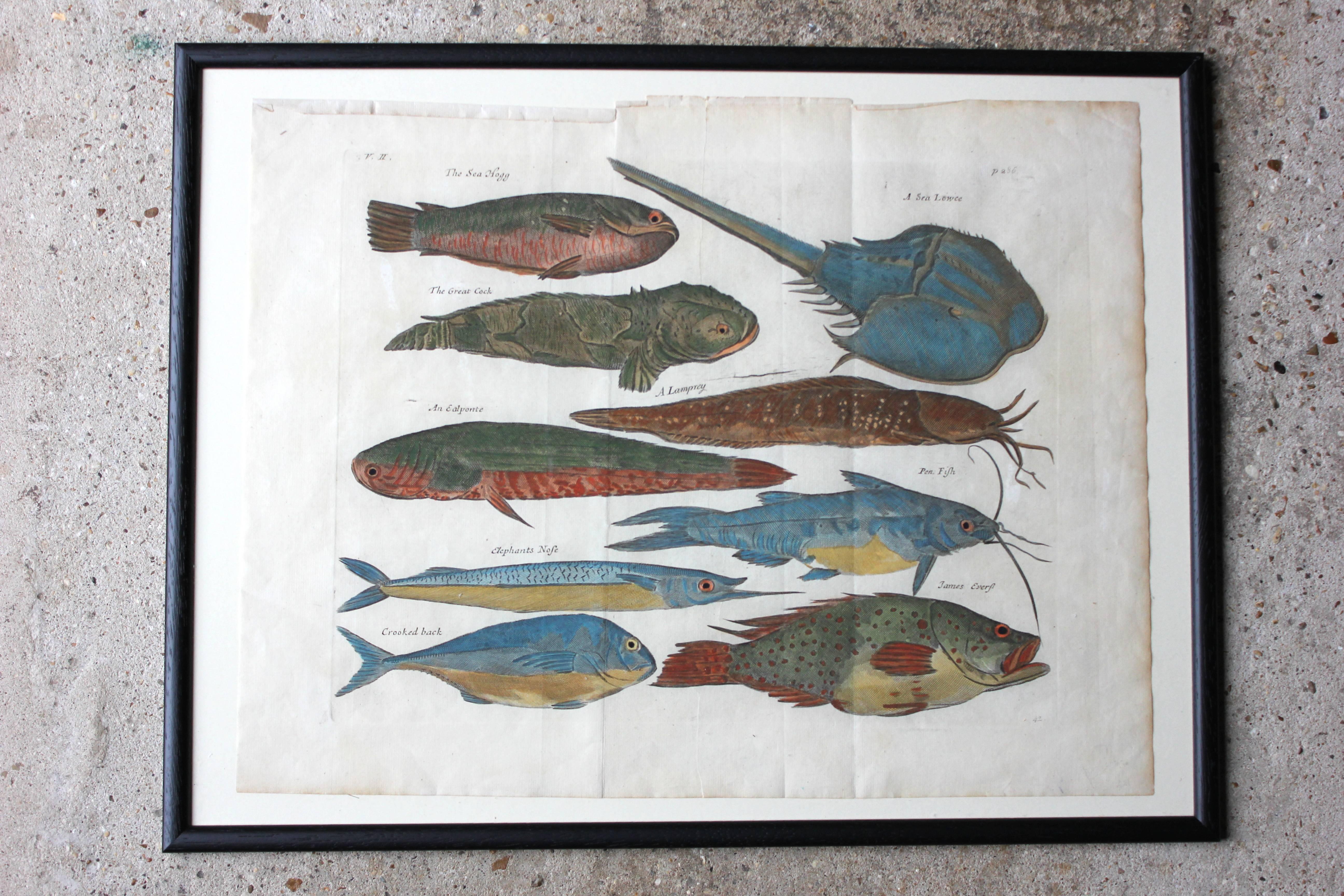 Mid-18th Century Hand-Colored Copper Plates of Fish from “a Collection of Voyages and Travels