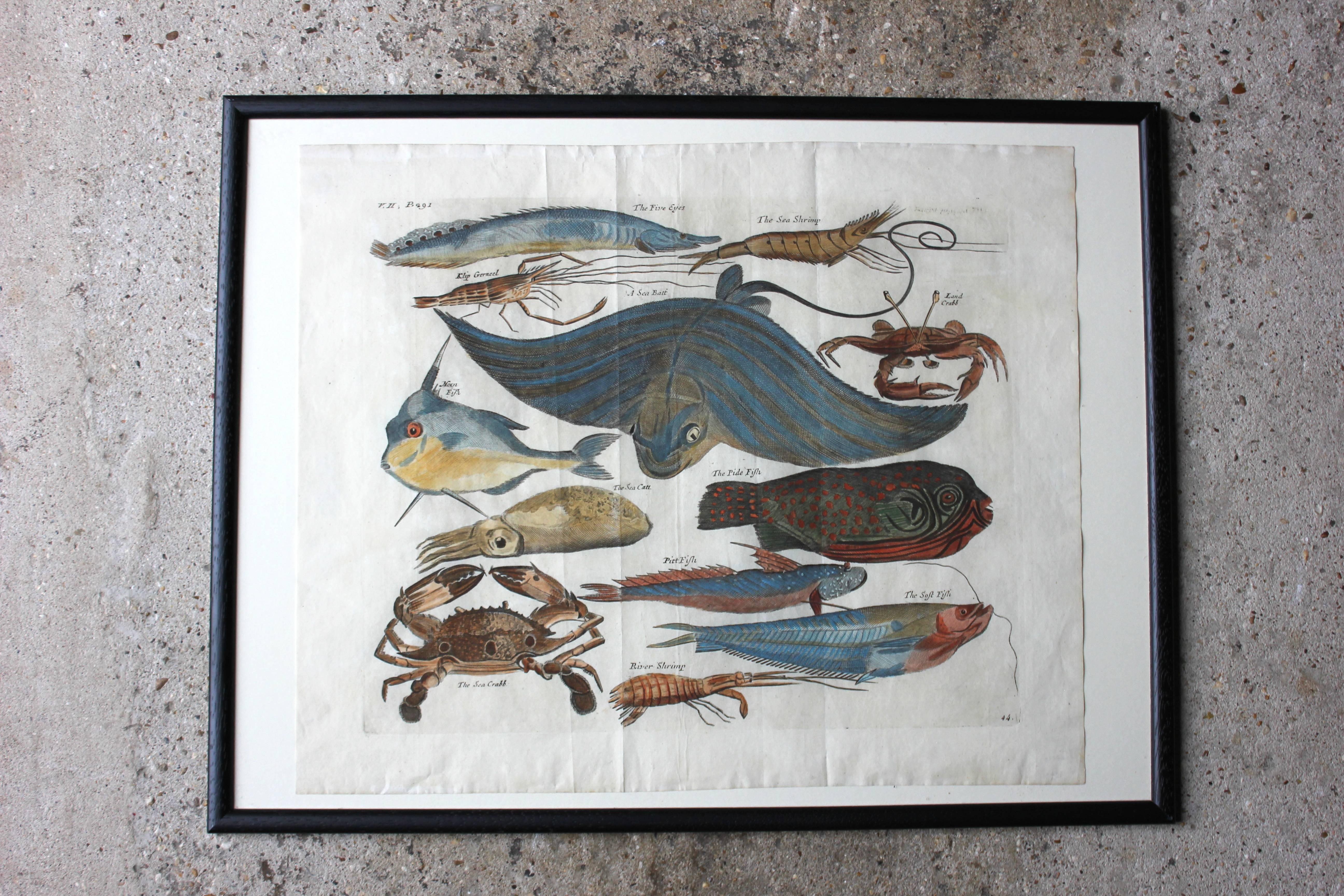 Paper Hand-Colored Copper Plates of Fish from “a Collection of Voyages and Travels