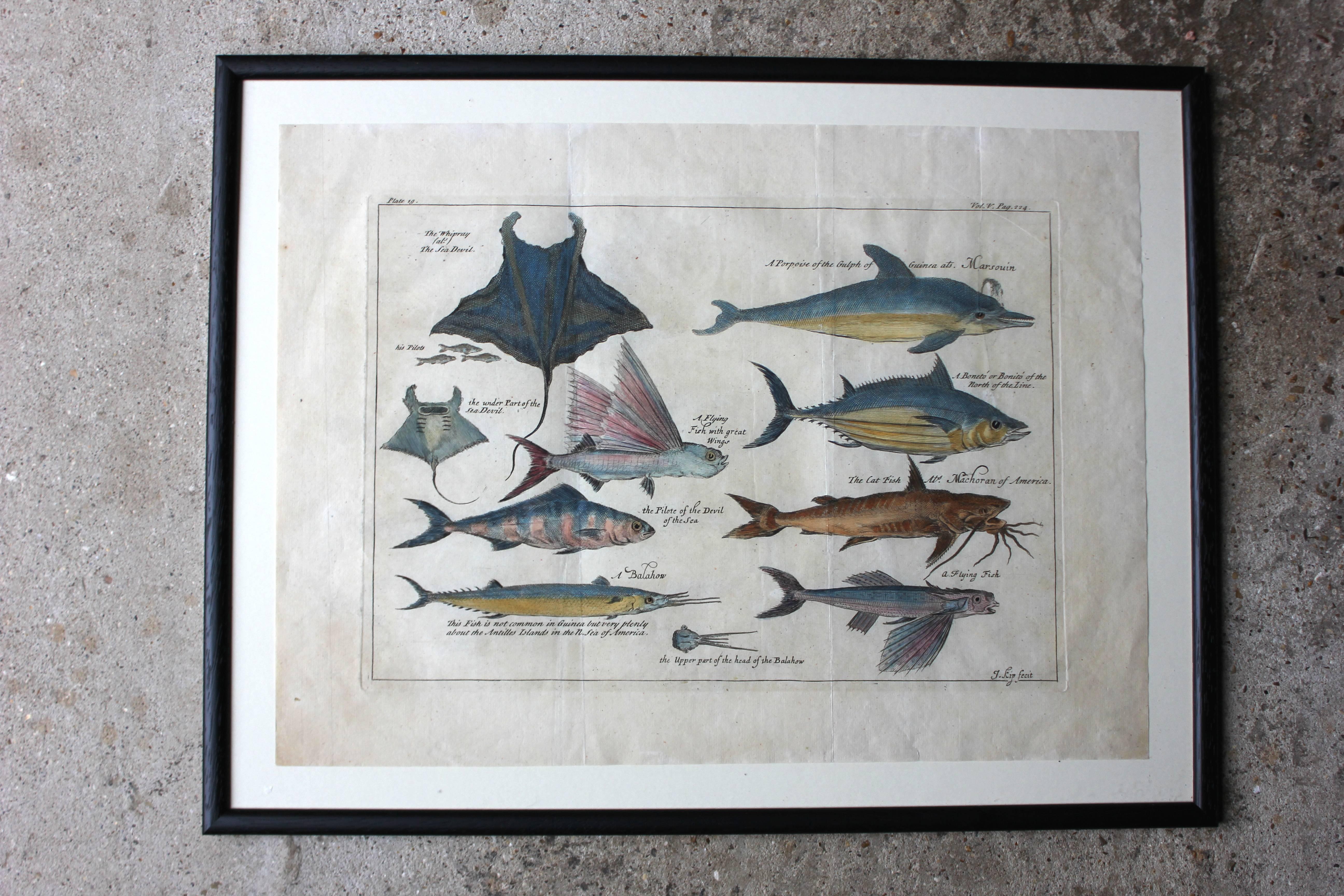 Hand-Colored Copper Plates of Fish from “a Collection of Voyages and Travels