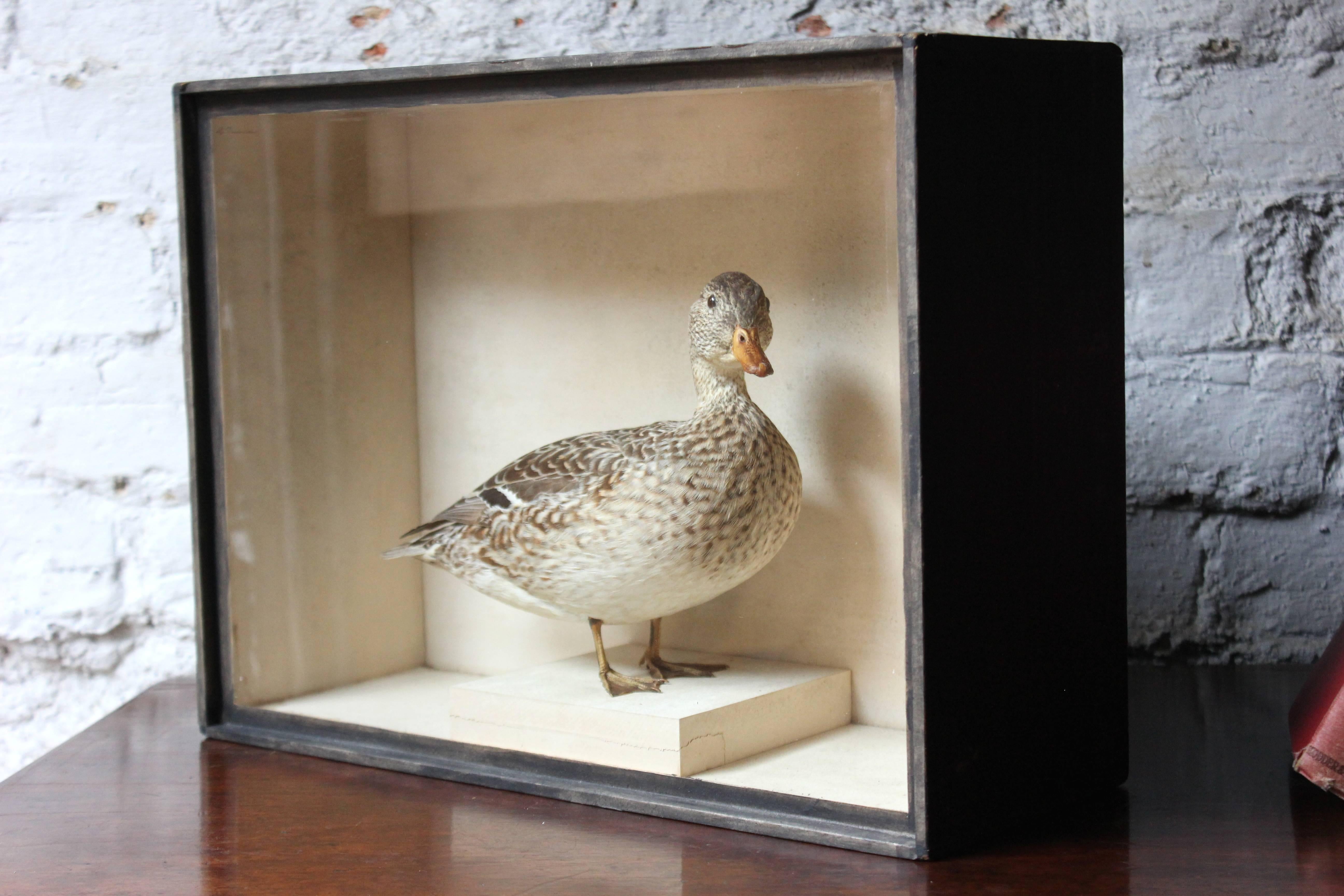 English Museum Cased Taxidermy Female Teal, circa 1865-1885, R.Duncan of Newcastle