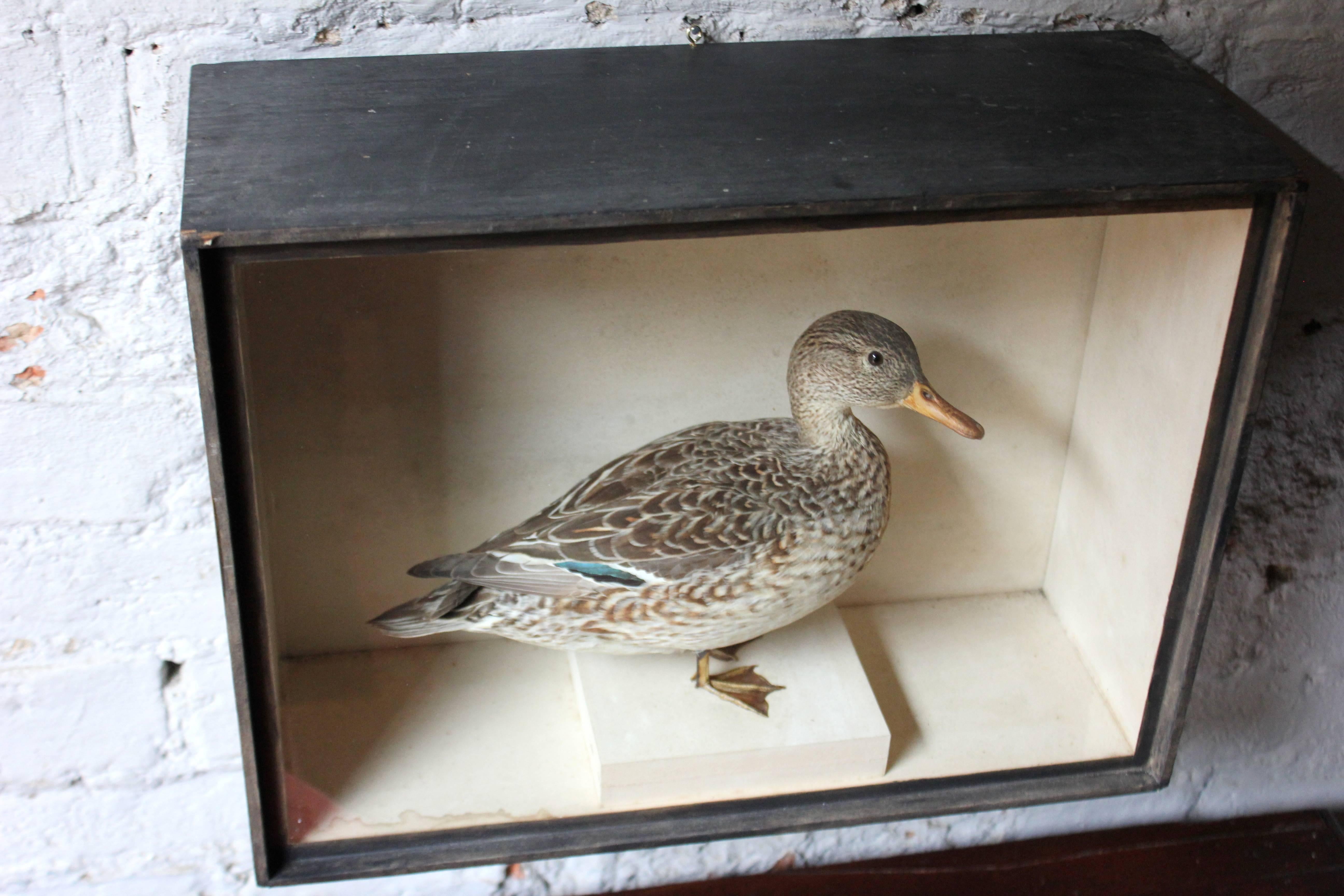 High Victorian Museum Cased Taxidermy Female Teal, circa 1865-1885, R.Duncan of Newcastle