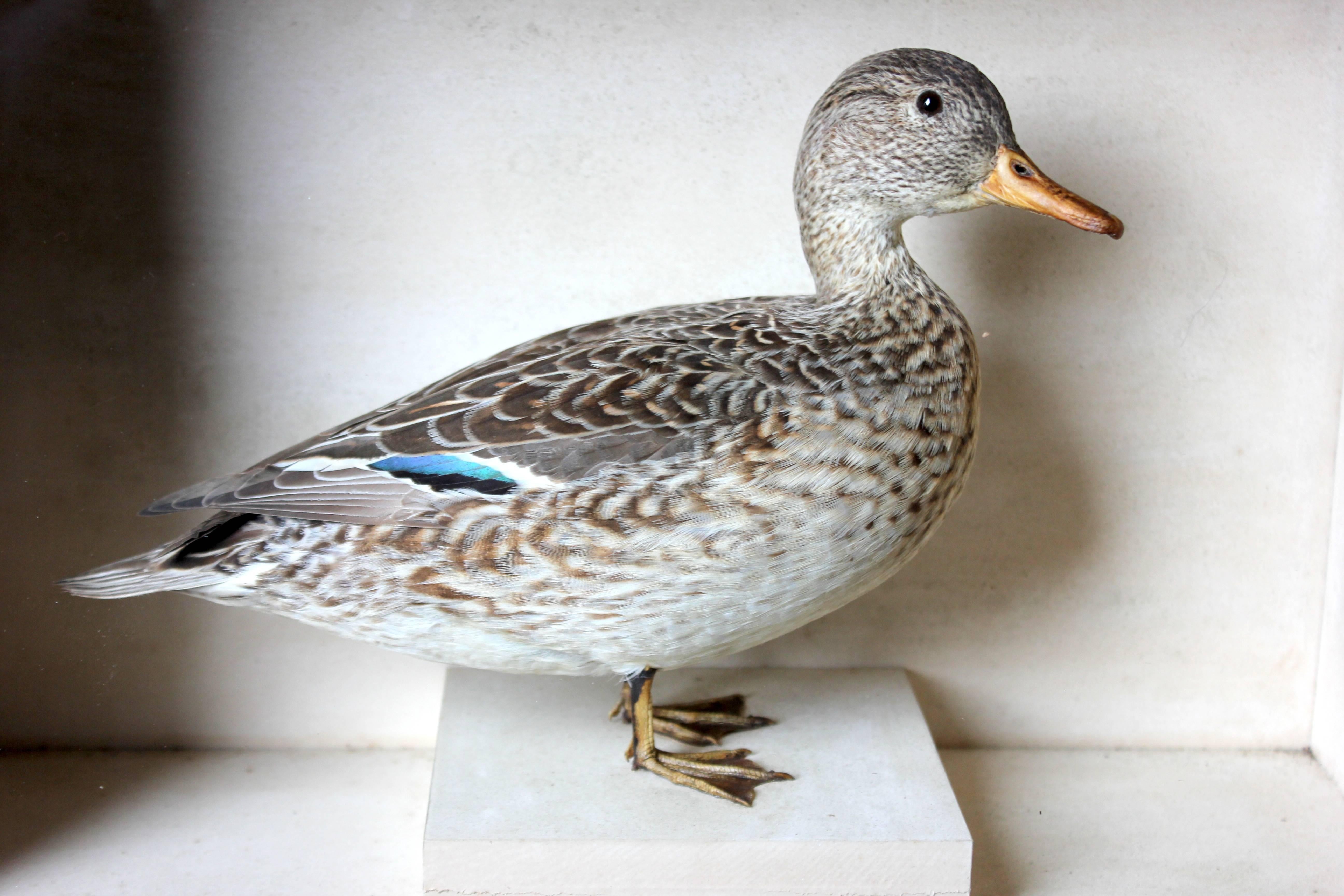 Museum Cased Taxidermy Female Teal, circa 1865-1885, R.Duncan of Newcastle In Good Condition In Bedford, Bedfordshire