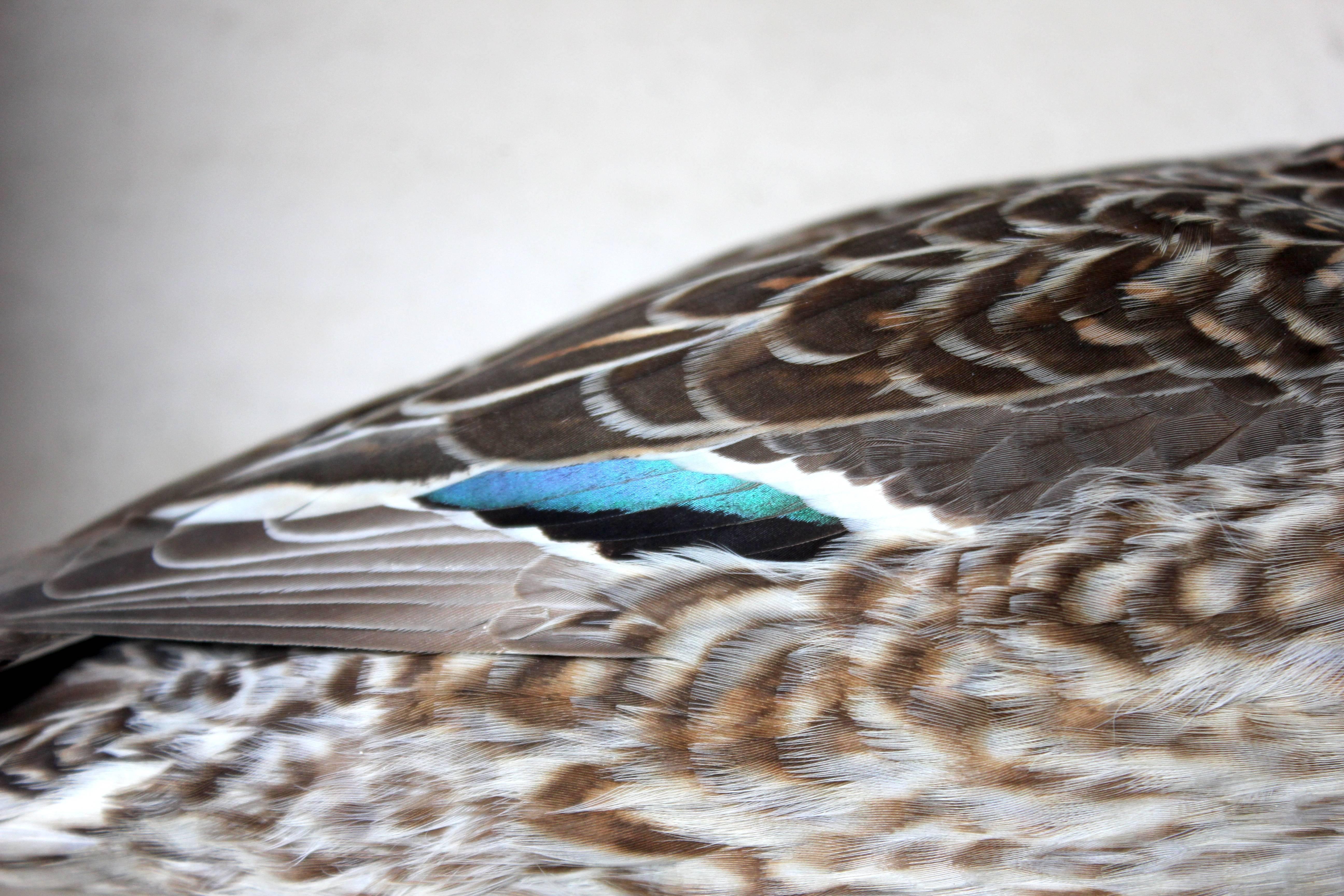 Museum Cased Taxidermy Female Teal, circa 1865-1885, R.Duncan of Newcastle 1