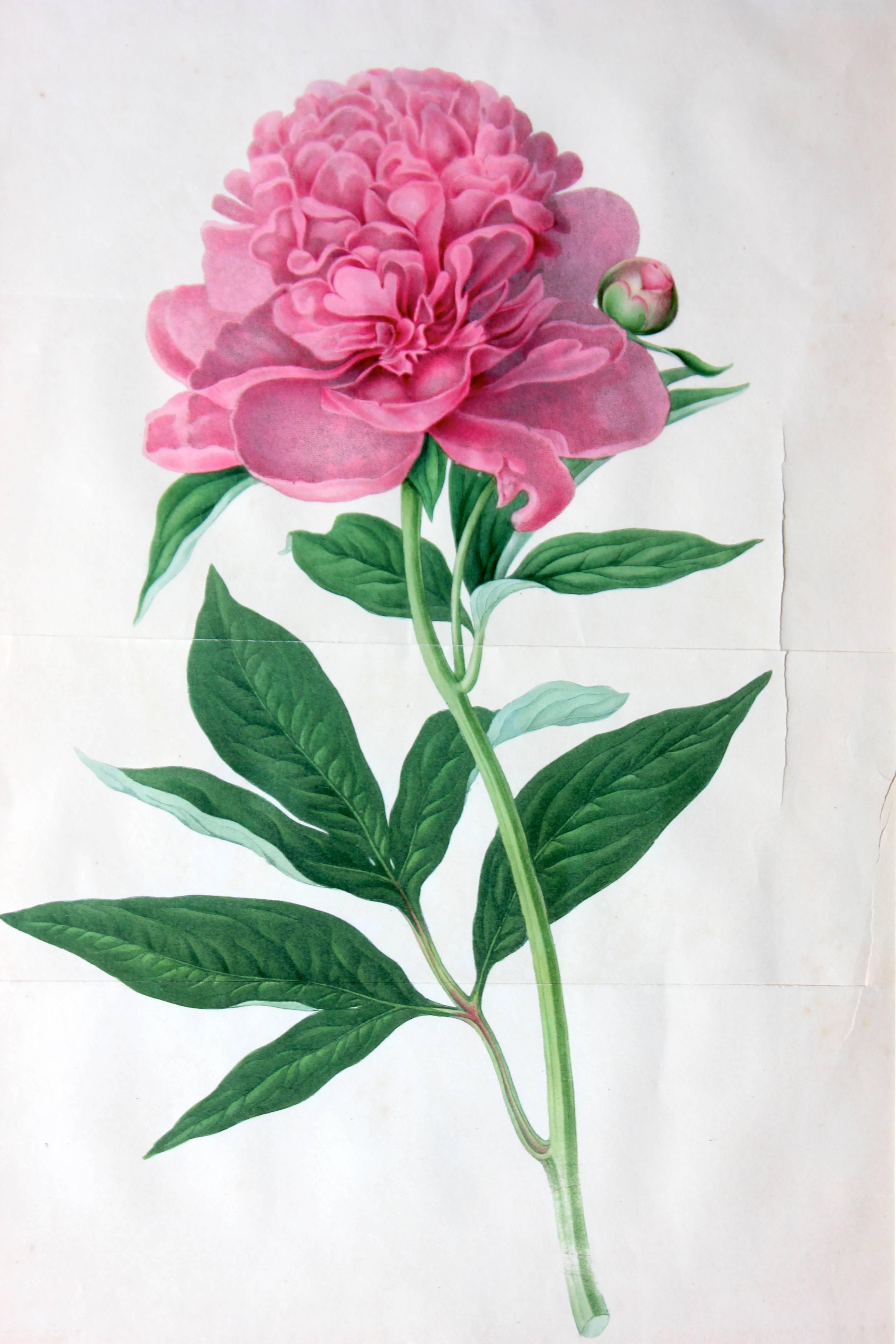 English Framed Chromolithographic Plate of the Double Sweet Scented Chinese Peony