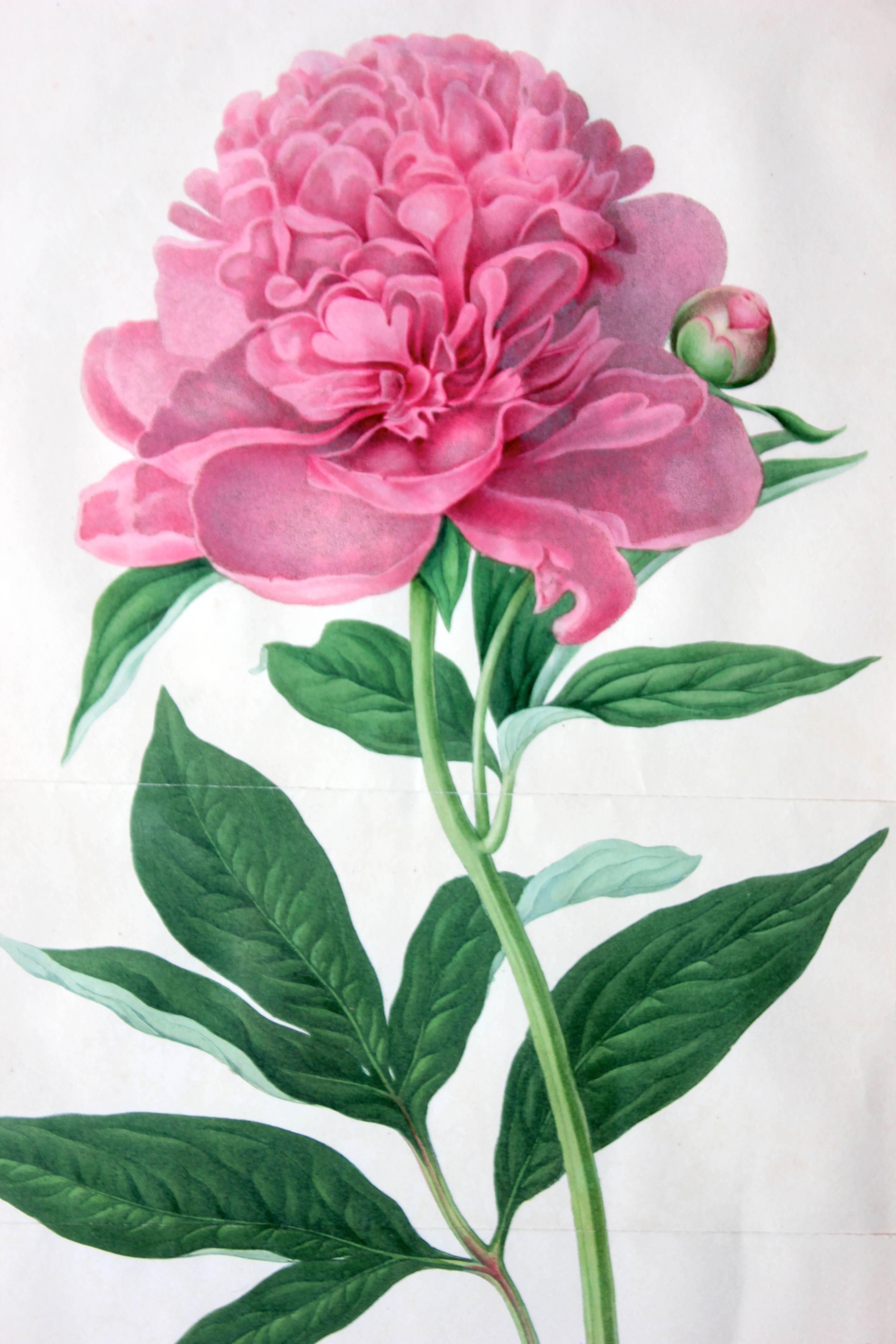 Polychromed Framed Chromolithographic Plate of the Double Sweet Scented Chinese Peony