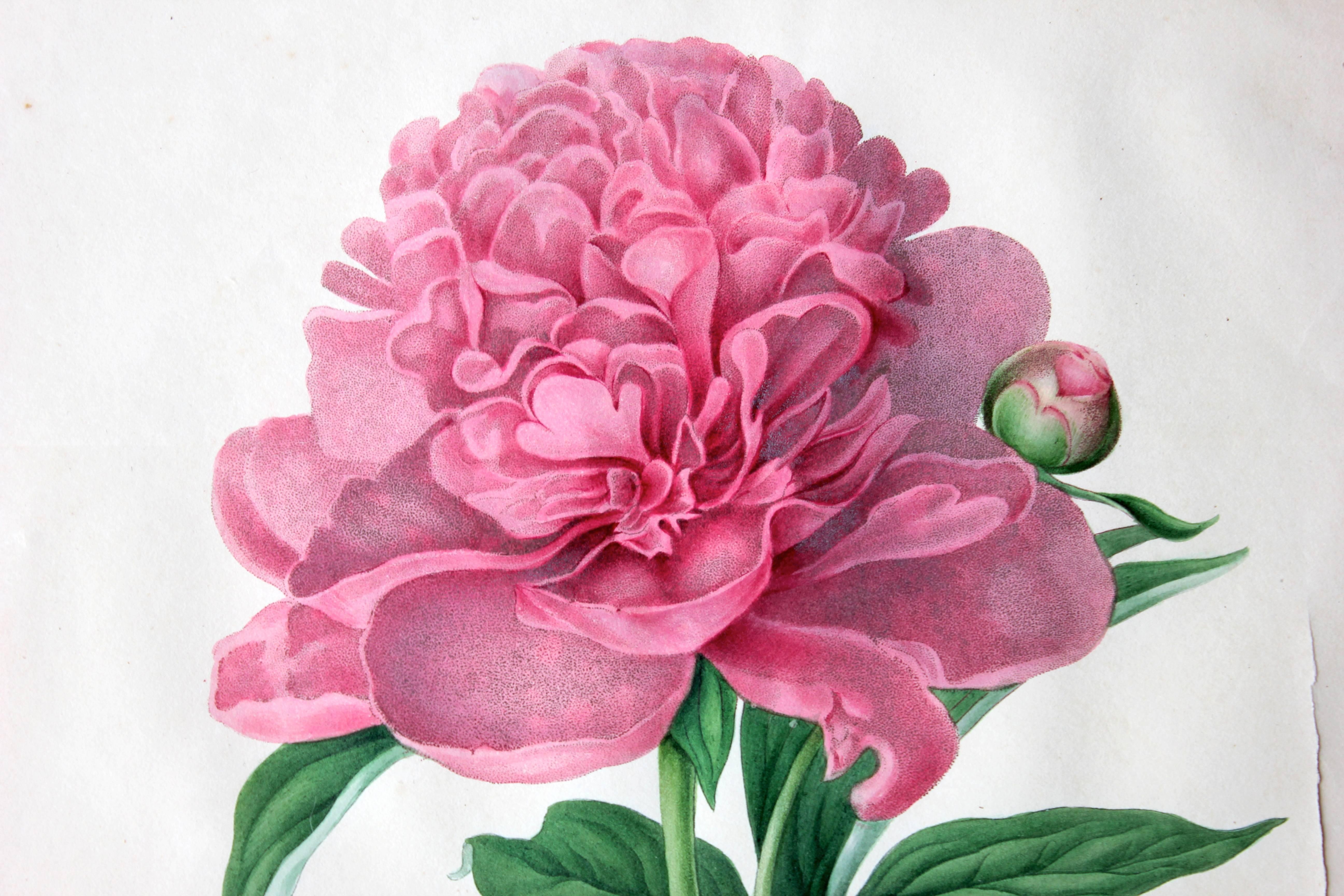 Parchment Paper Framed Chromolithographic Plate of the Double Sweet Scented Chinese Peony