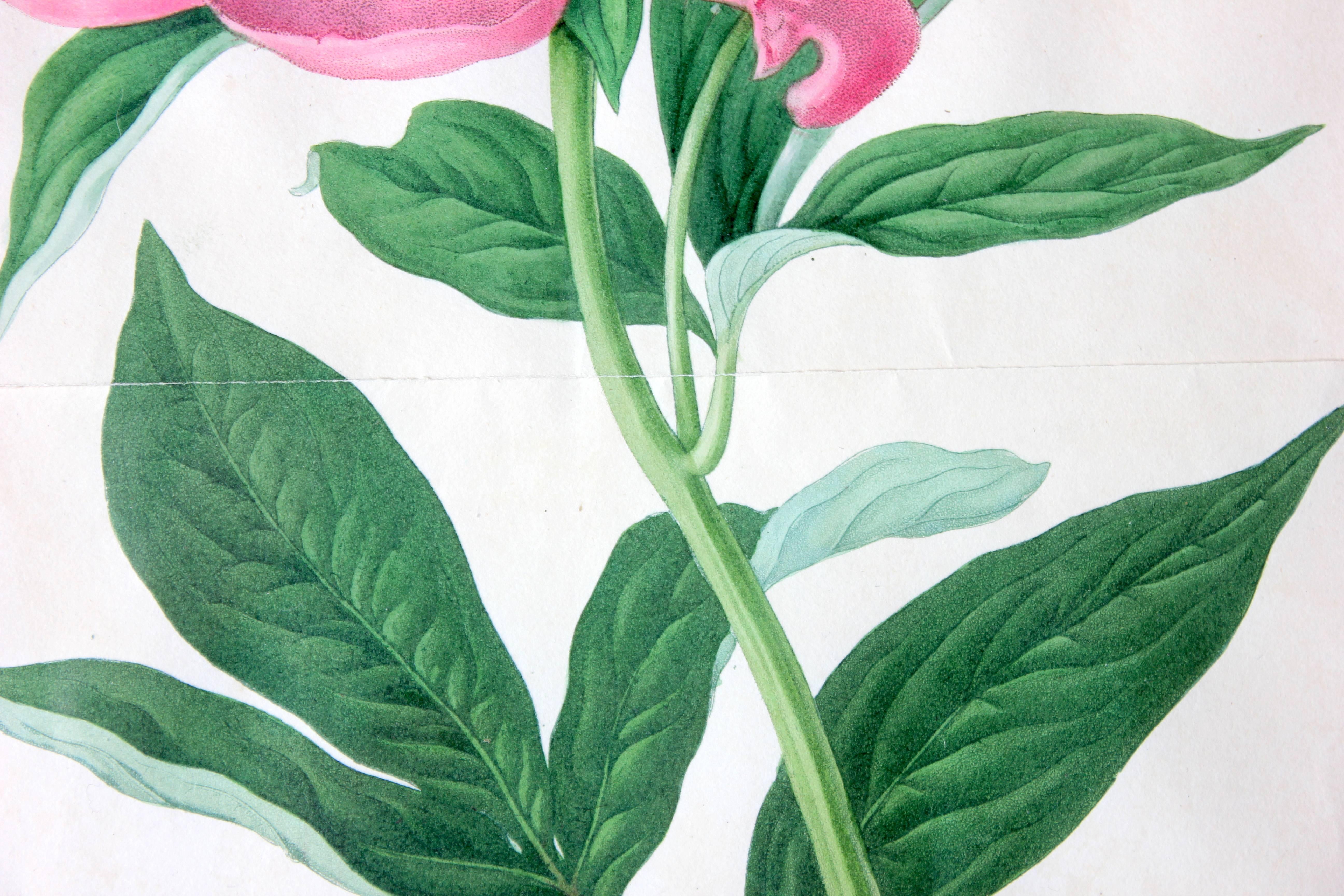 Framed Chromolithographic Plate of the Double Sweet Scented Chinese Peony 2