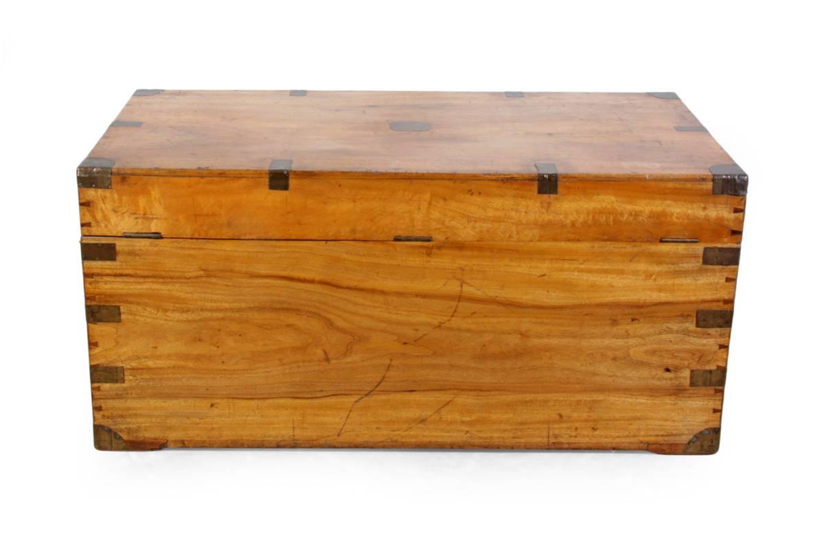 Camphor Wood Trunk, circa 1870 1