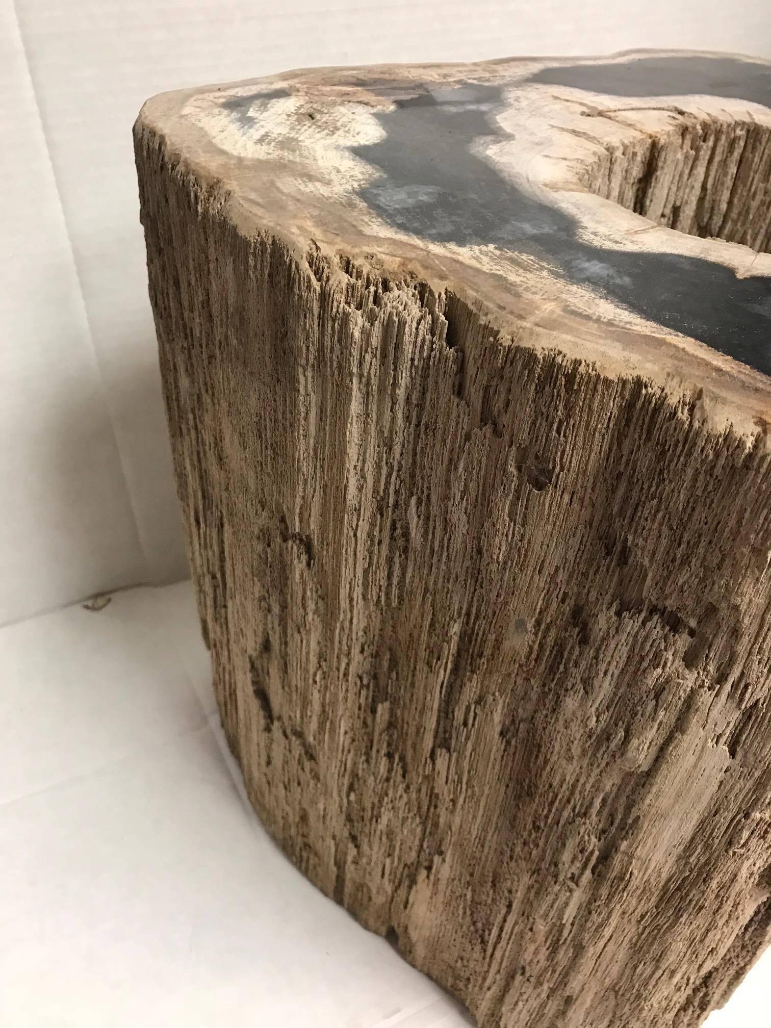 Organic Modern Large Petrified Wood Side Table with Hole All the Way through