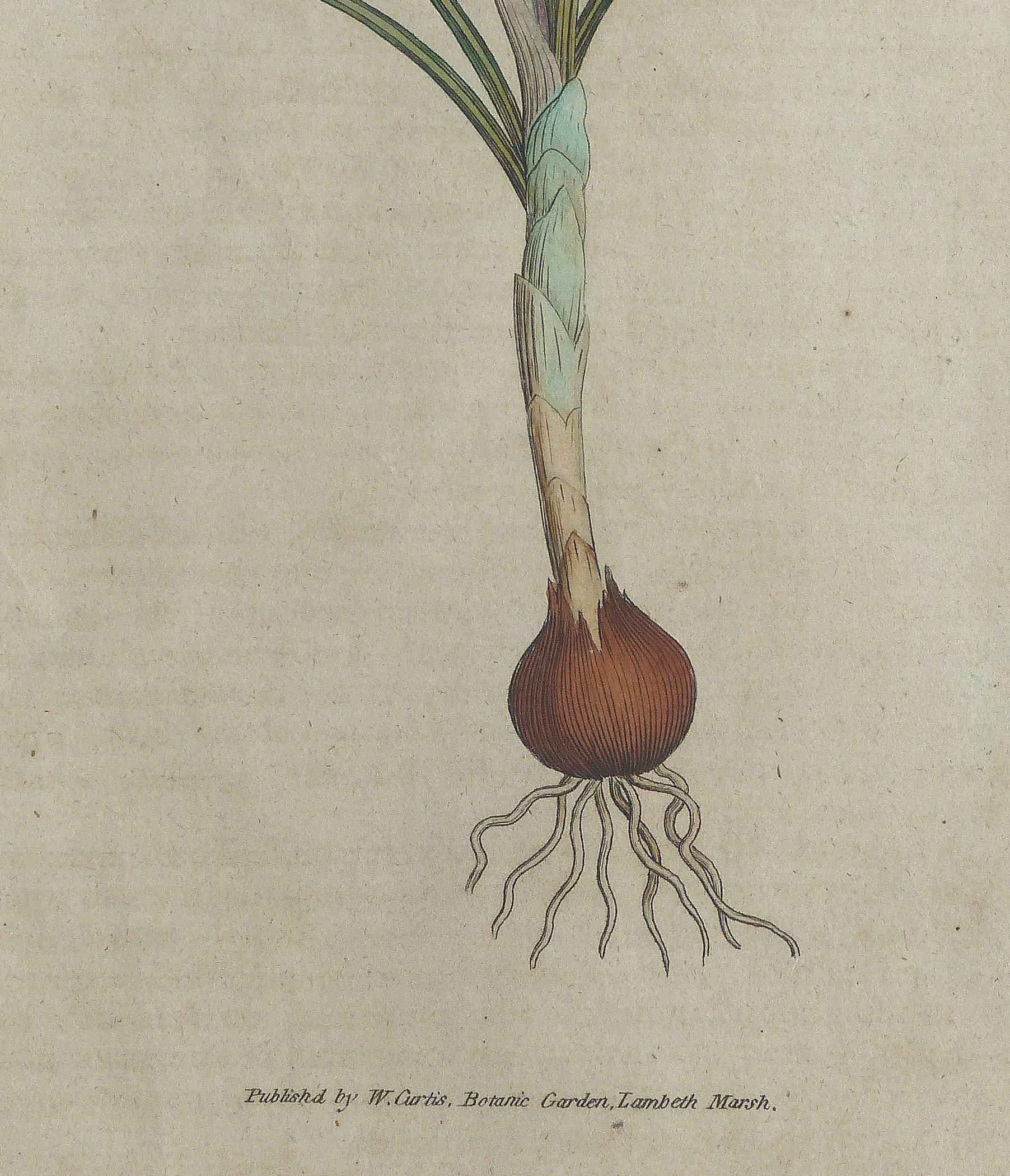 Antique English Botanical Engravings, Pair 1