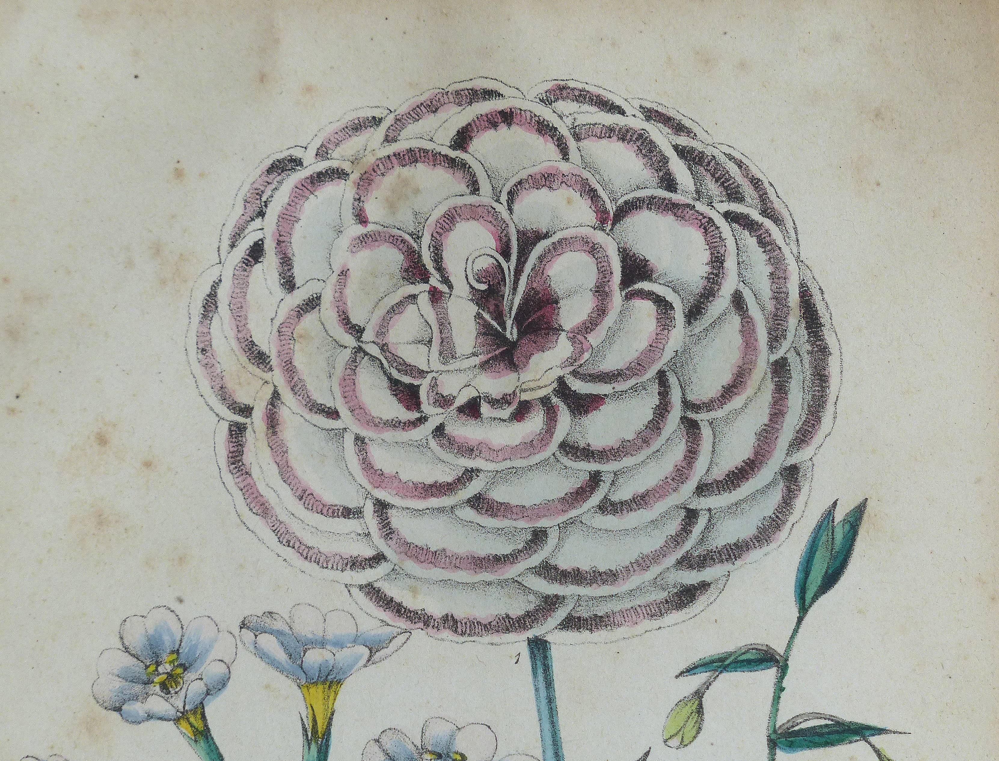 Antique English Botanical Engravings, Pair 4