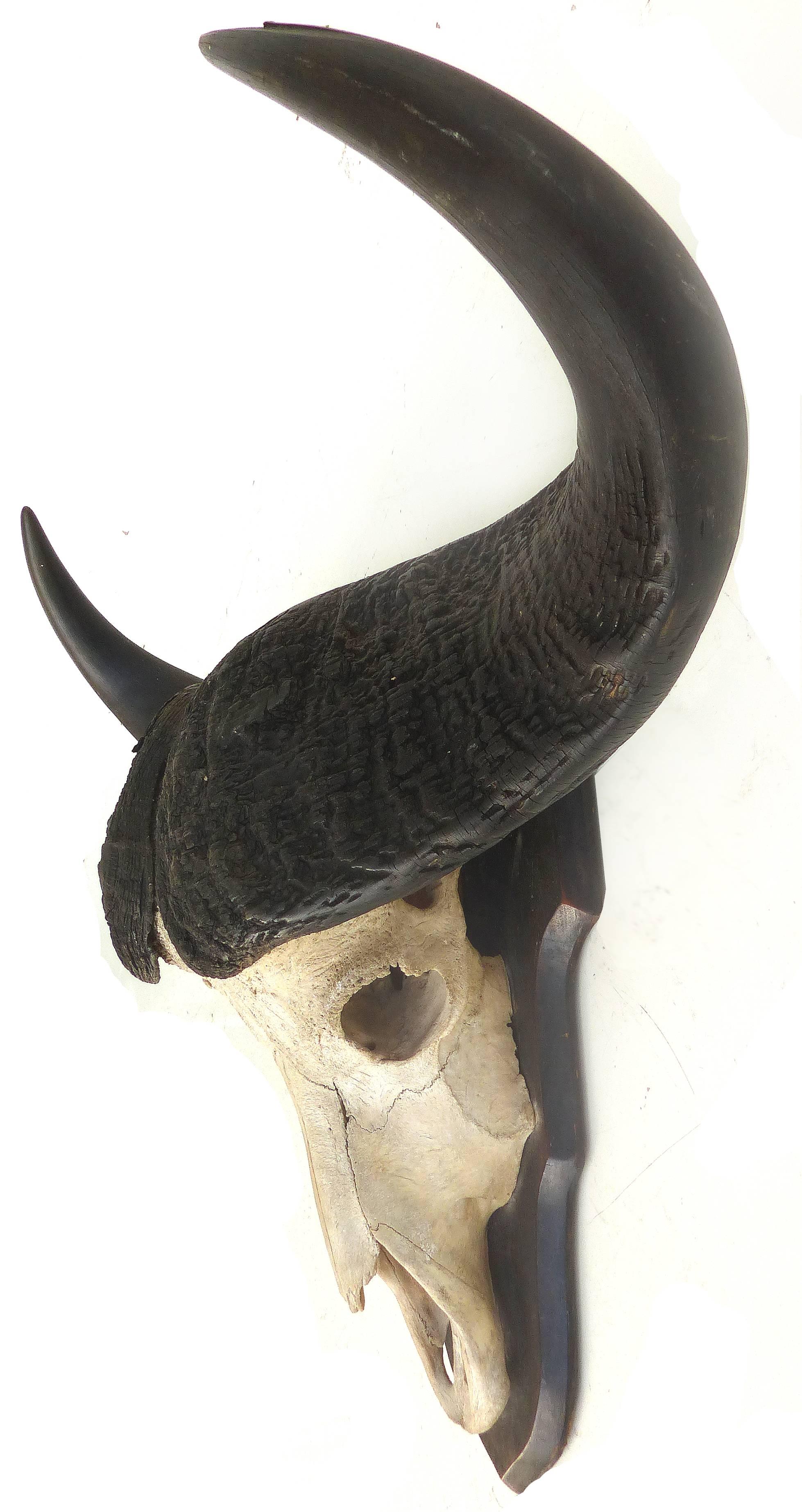 Offered for sale is a water buffalo skull with horns mounted on a wooden plaque. The mount has rich textures and is presented nicely.