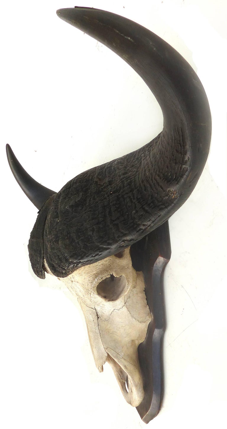 Zealot antyder Uddrag Water Buffalo Skull with Horns Wall Mount at 1stDibs