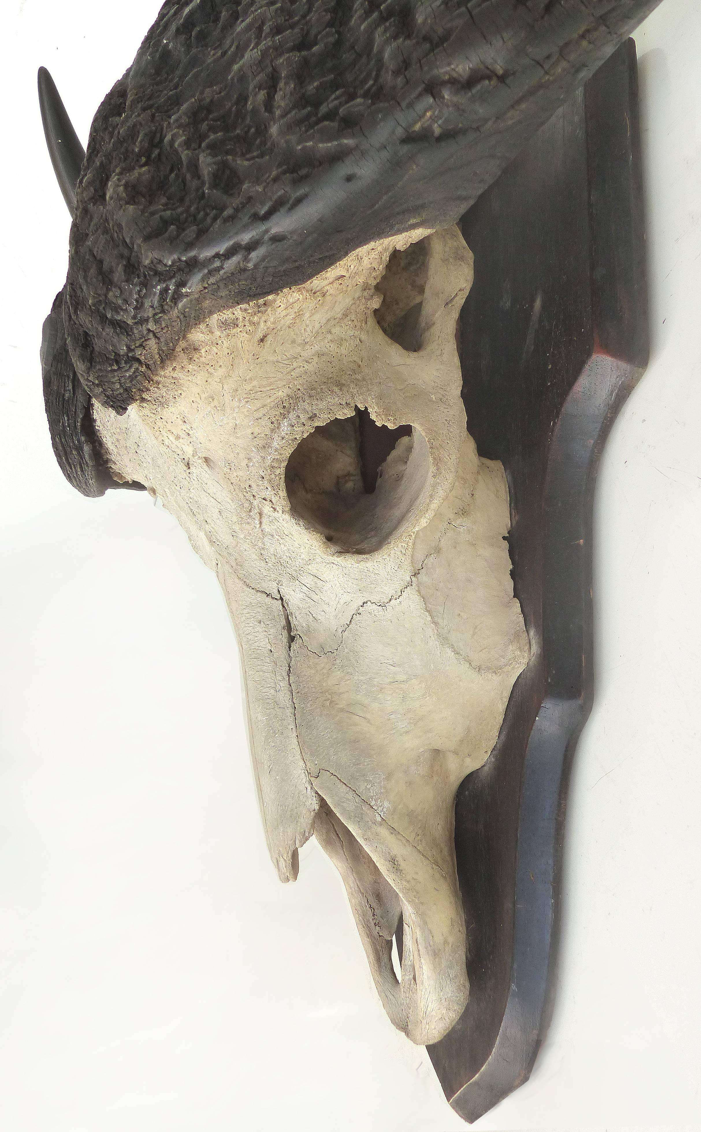 water buffalo skull for sale