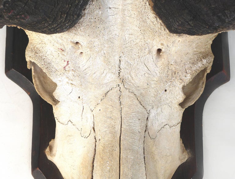 Water Buffalo Skull with Horns Wall Mount at 1stDibs water buffalo