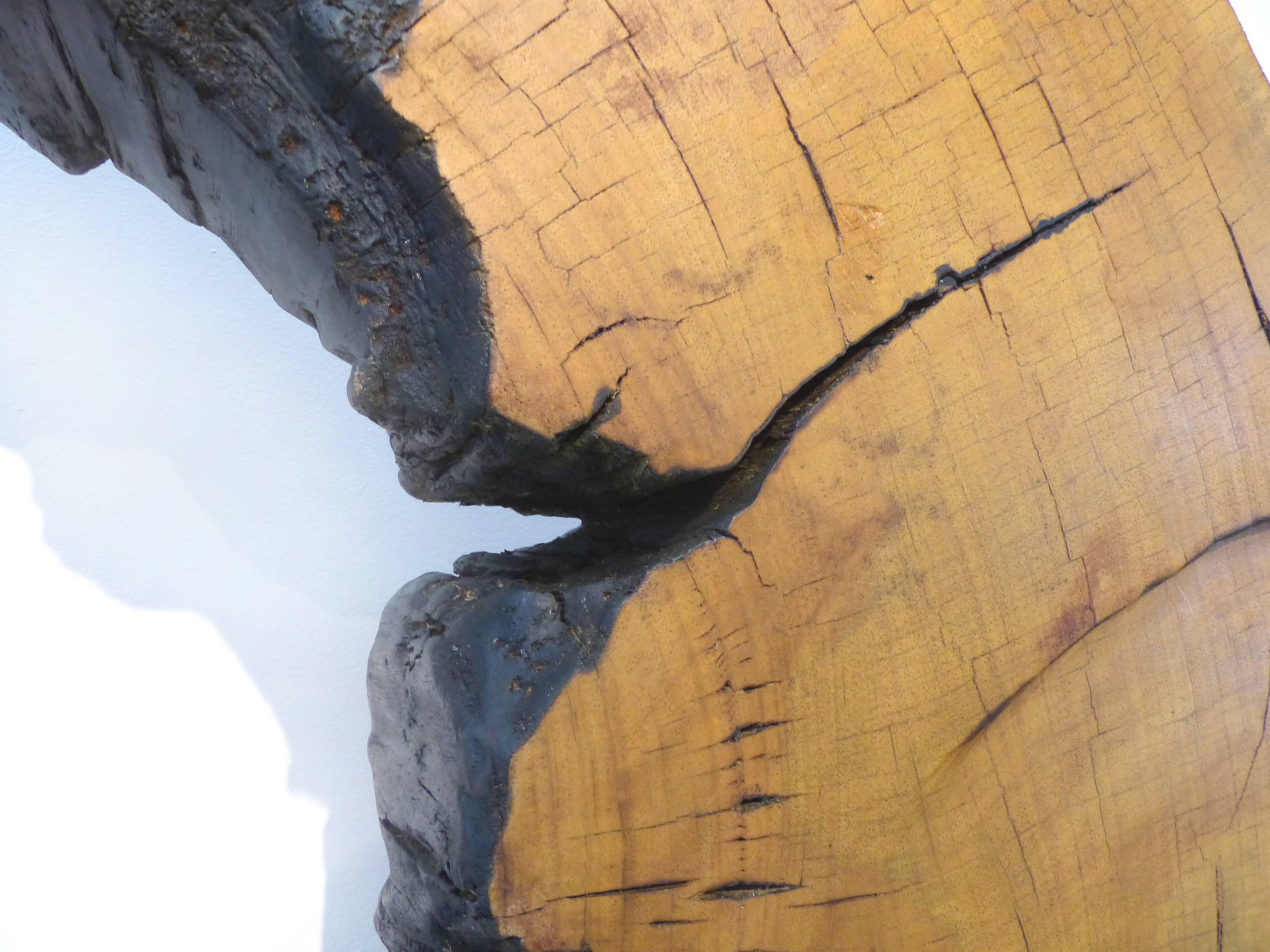 Brazilian Monumental Amazon Kapok Tree Reclaimed Wood Sculpture by Artist Valeria Totti