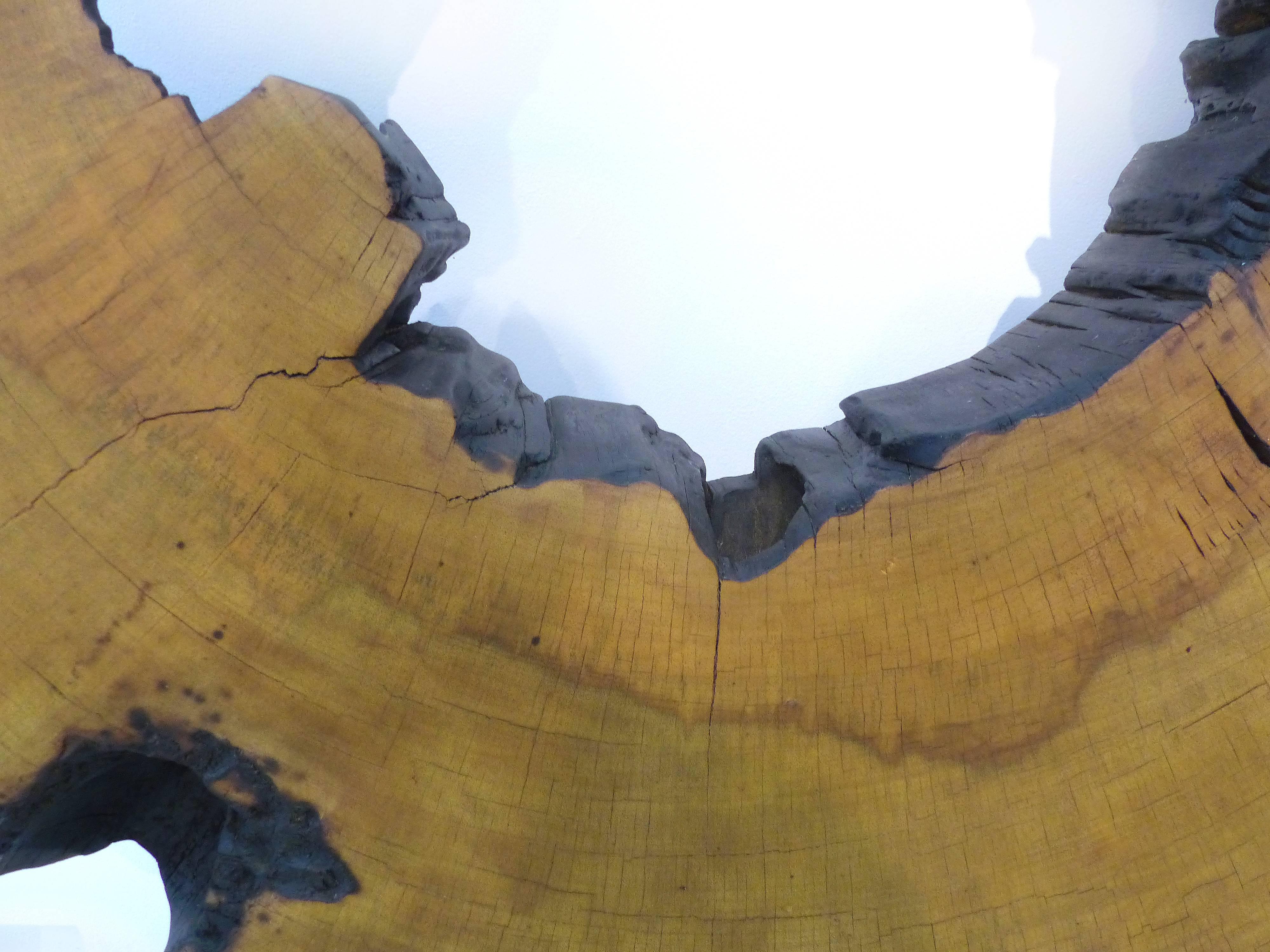 Contemporary Monumental Amazon Kapok Tree Reclaimed Wood Sculpture by Artist Valeria Totti