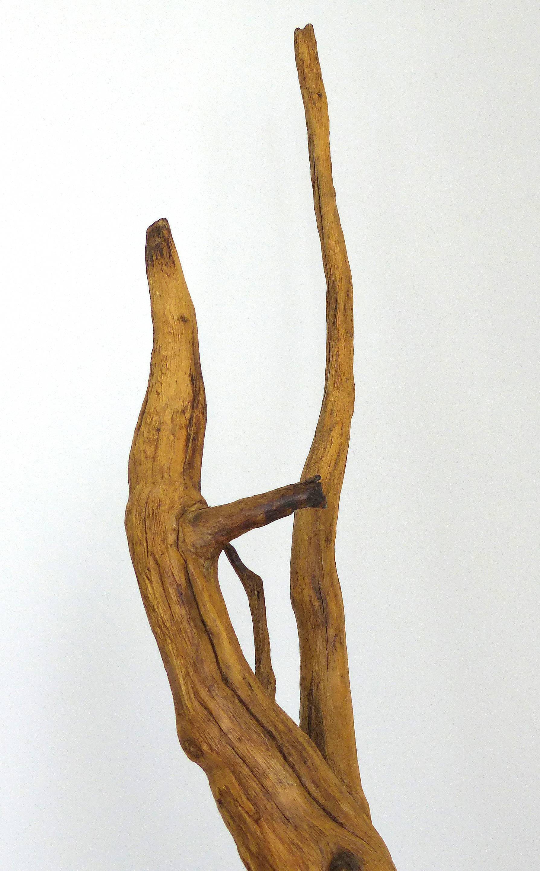 Organic Modern Petrified Amazon Wood Sculpture by Contemporary Brazilian Artist Valeria Totti