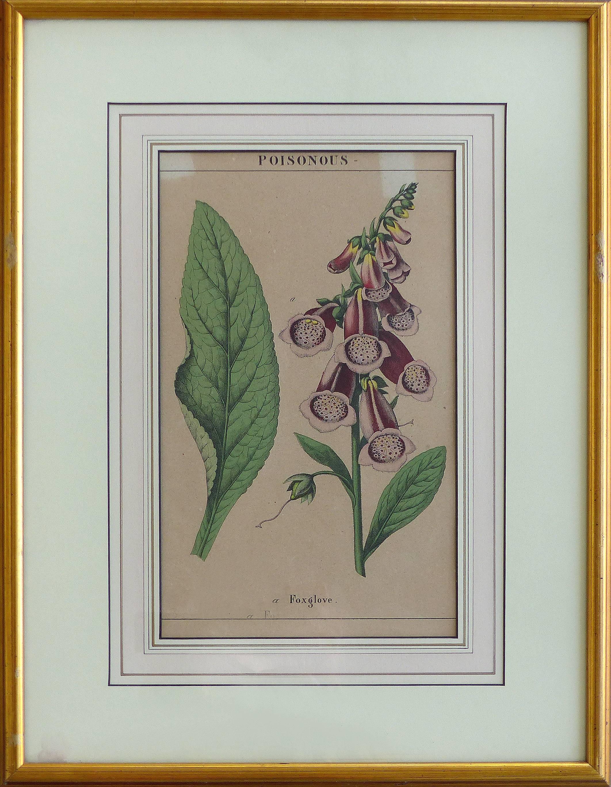 Offered is a set of three framed 19th century English botanical engravings of poisonous flowers. Nicely presented in giltwood frames with handmade French mats under glass. Wired and ready for hanging. The antique engravings show minor wear