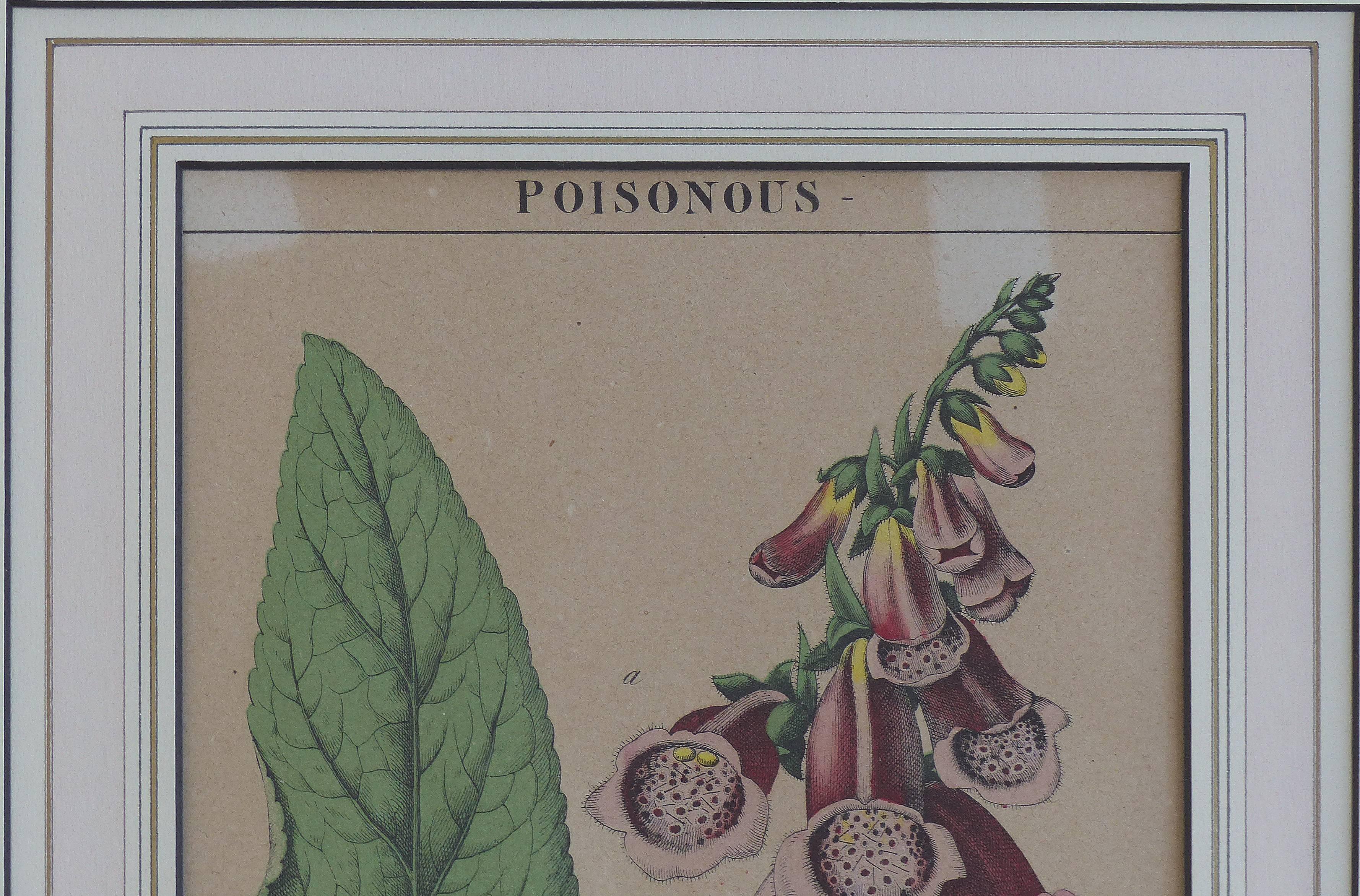 Antique English Botanical Engravings Set of Three 4