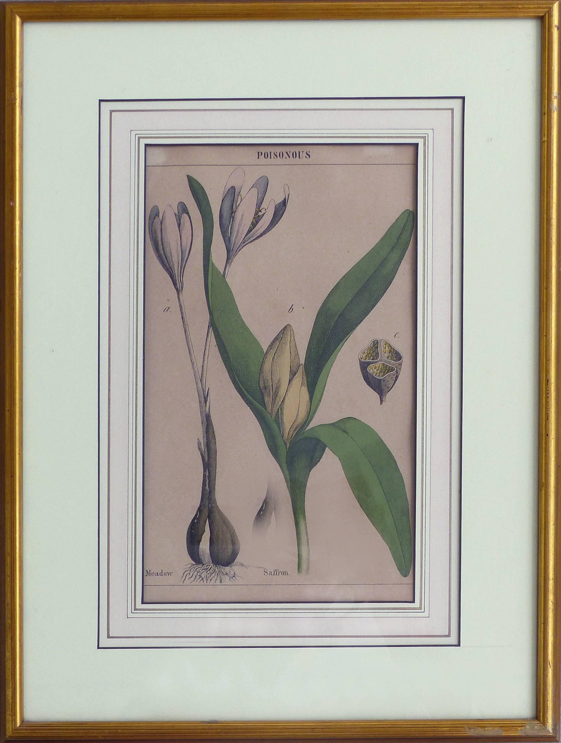 Antique English Botanical Engravings Set of Three In Good Condition In Miami, FL