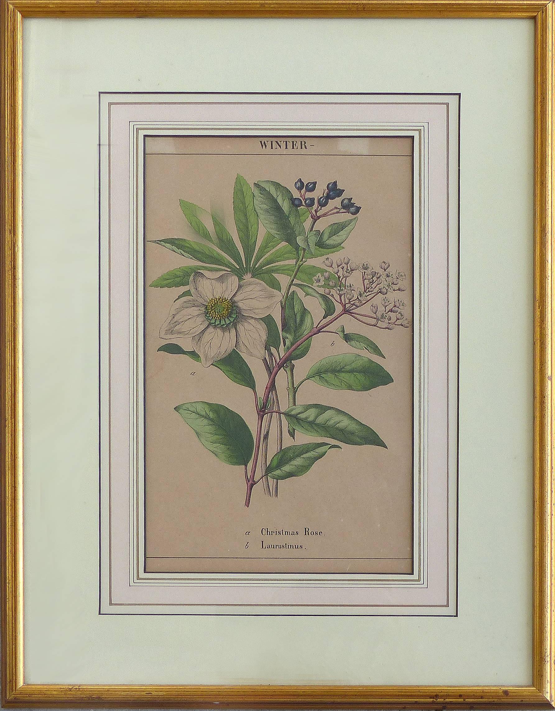 19th Century Antique English Botanical Engravings Set of Three