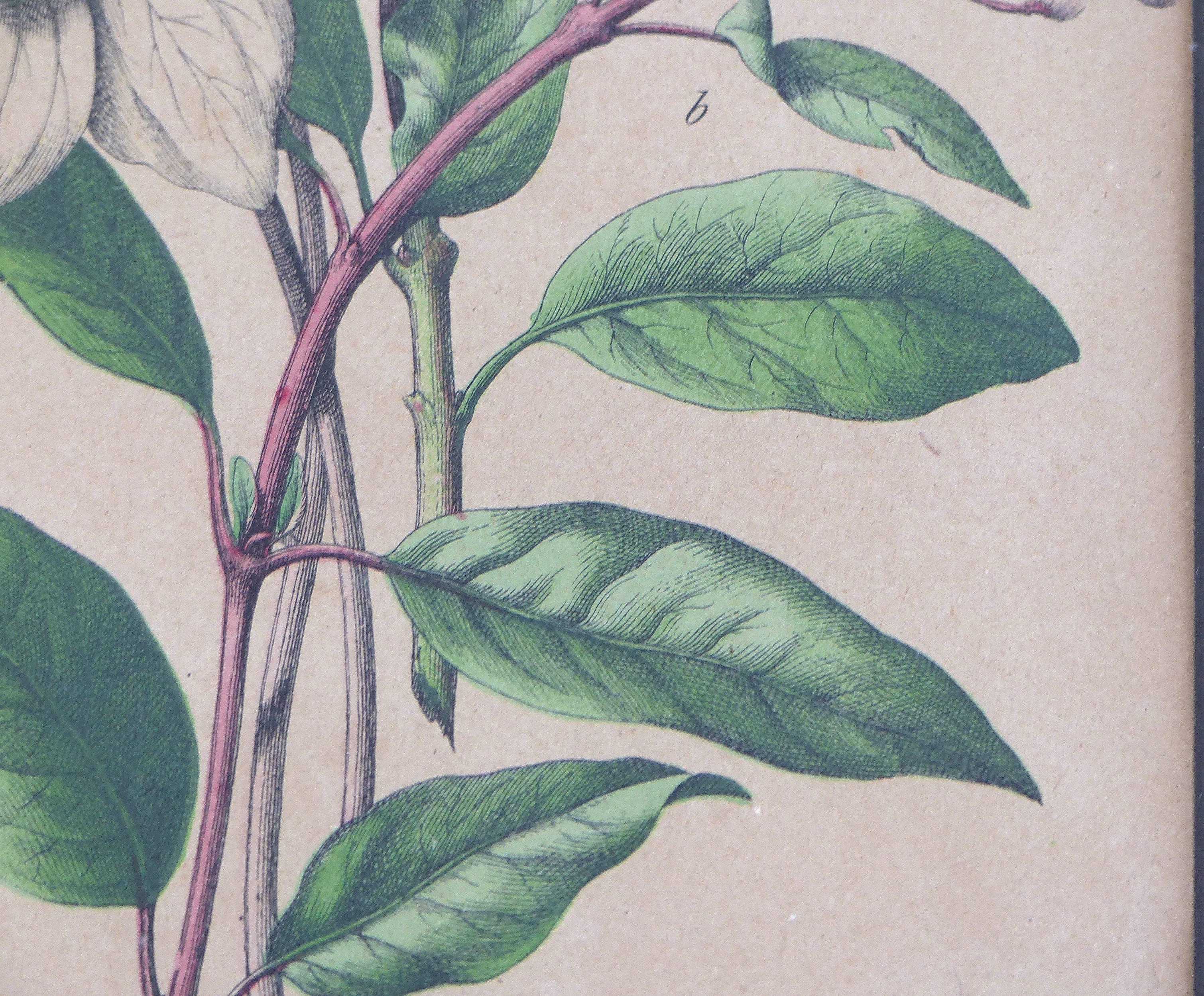 Antique English Botanical Engravings Set of Three 2
