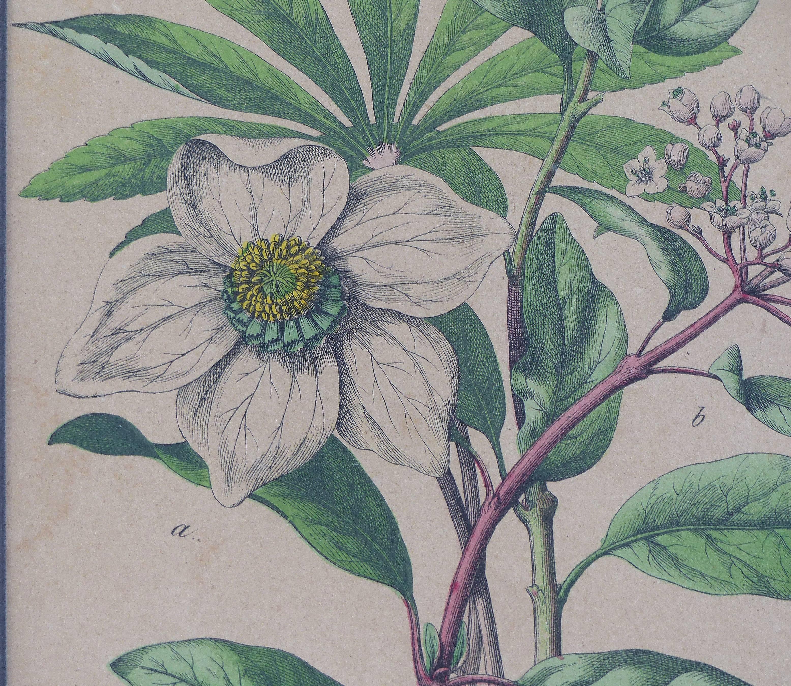 Antique English Botanical Engravings Set of Three 1
