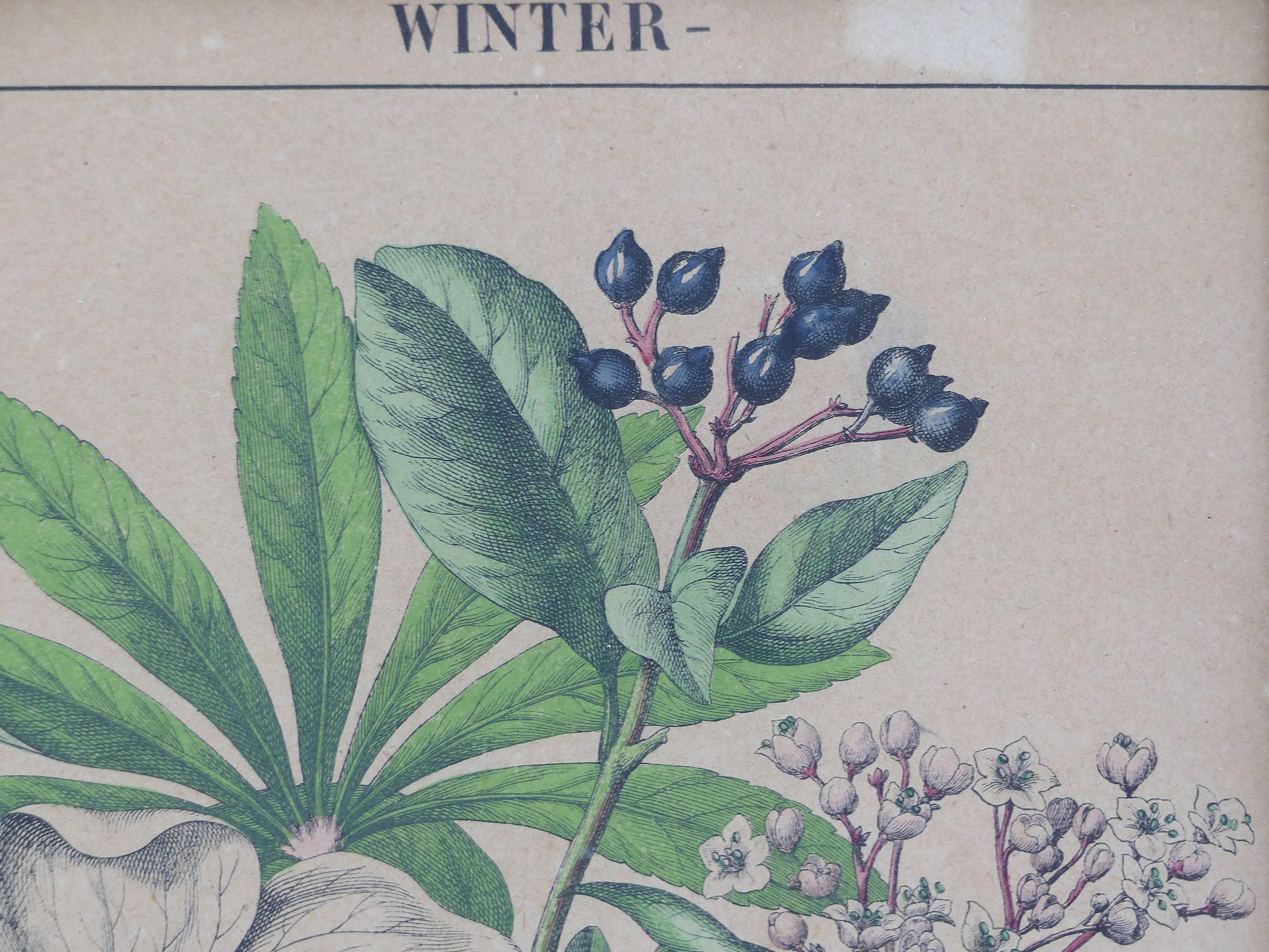 Antique English Botanical Engravings Set of Three 5