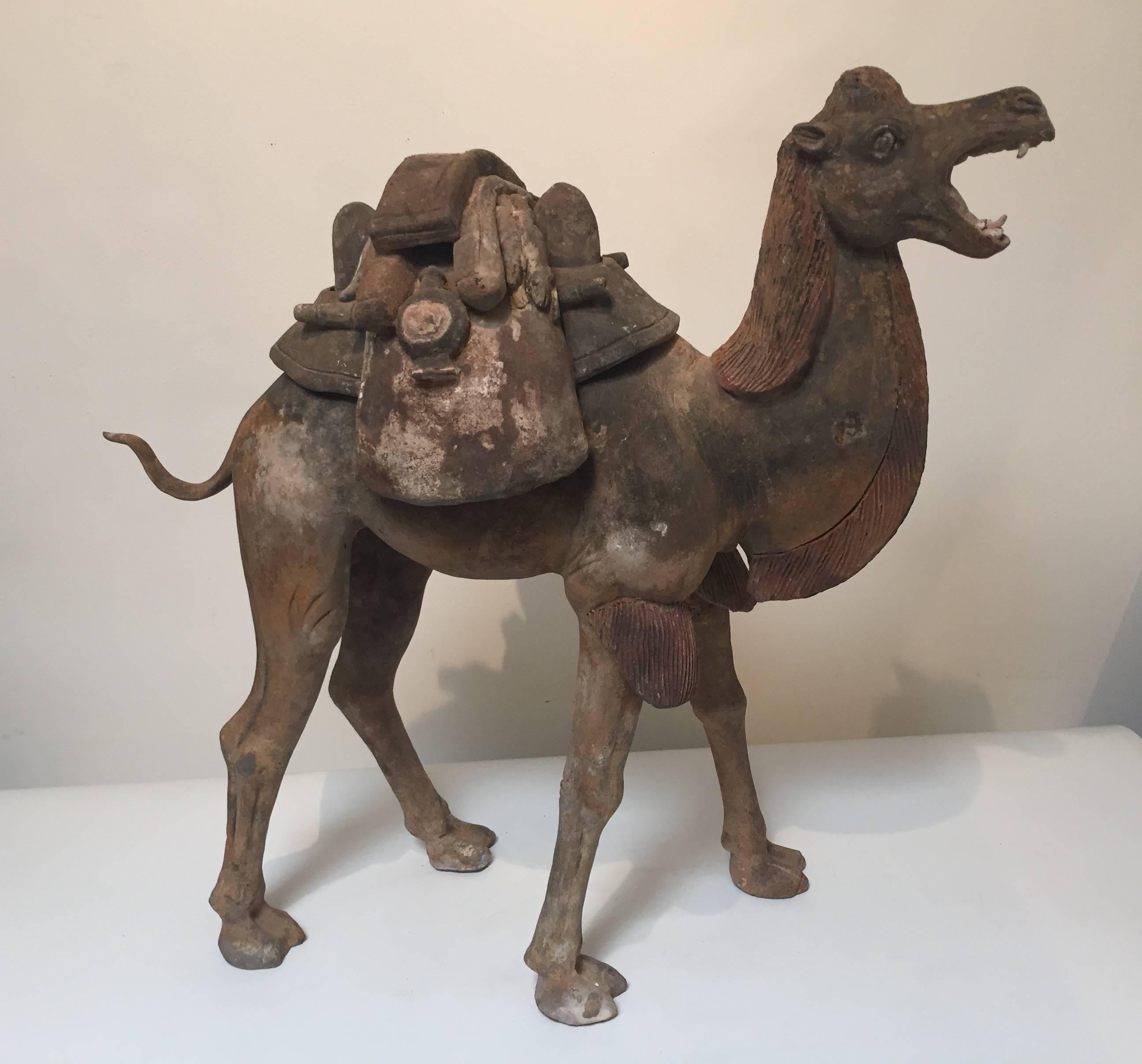 A rare early Tang dynasty camel (7th century) with two-piece removable saddle.
The Tang craftsmanship captures the lively and animated expression of this fierce beast. A dark patina covers much of the body, and some pigment remains are found around