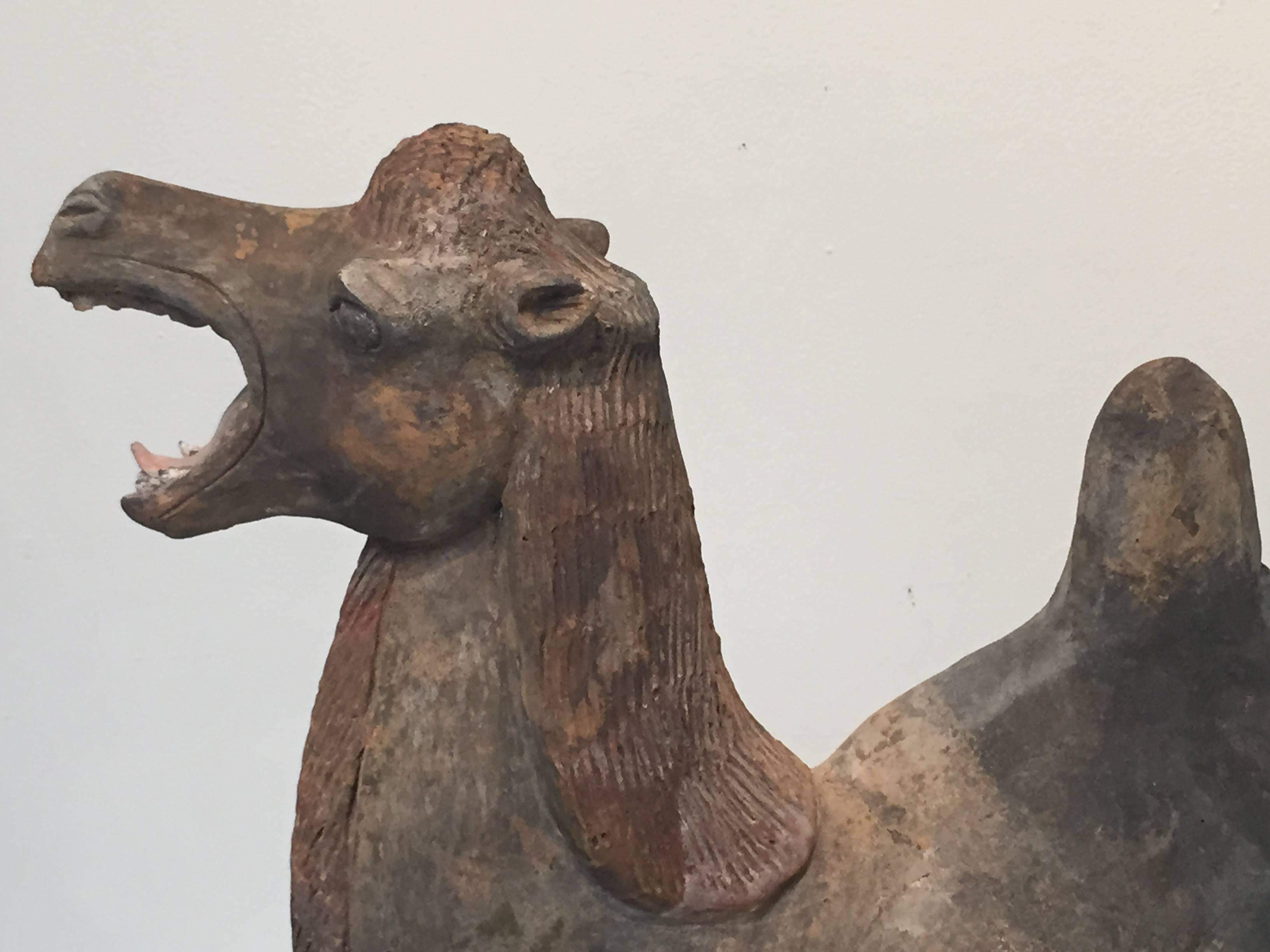 7th Century Early Tang Dynasty Camel with Two-Piece Saddle In Good Condition For Sale In Los Angeles, CA